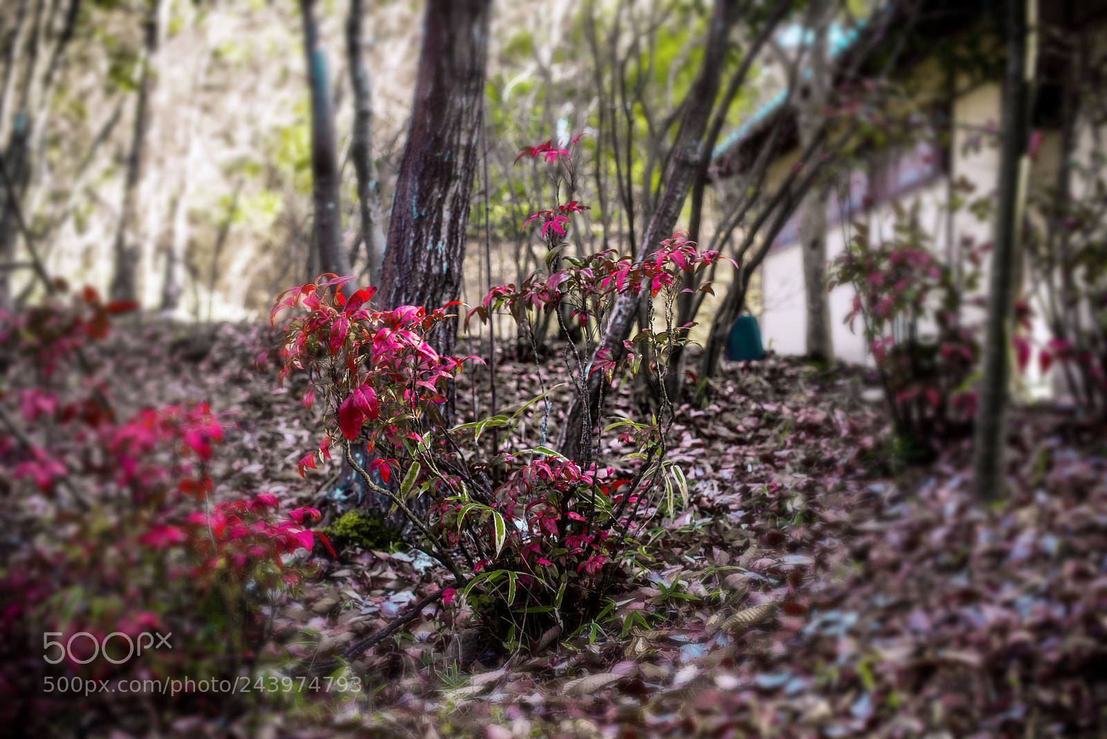Nikon D800E sample photo. Winter shrubs turn red photography
