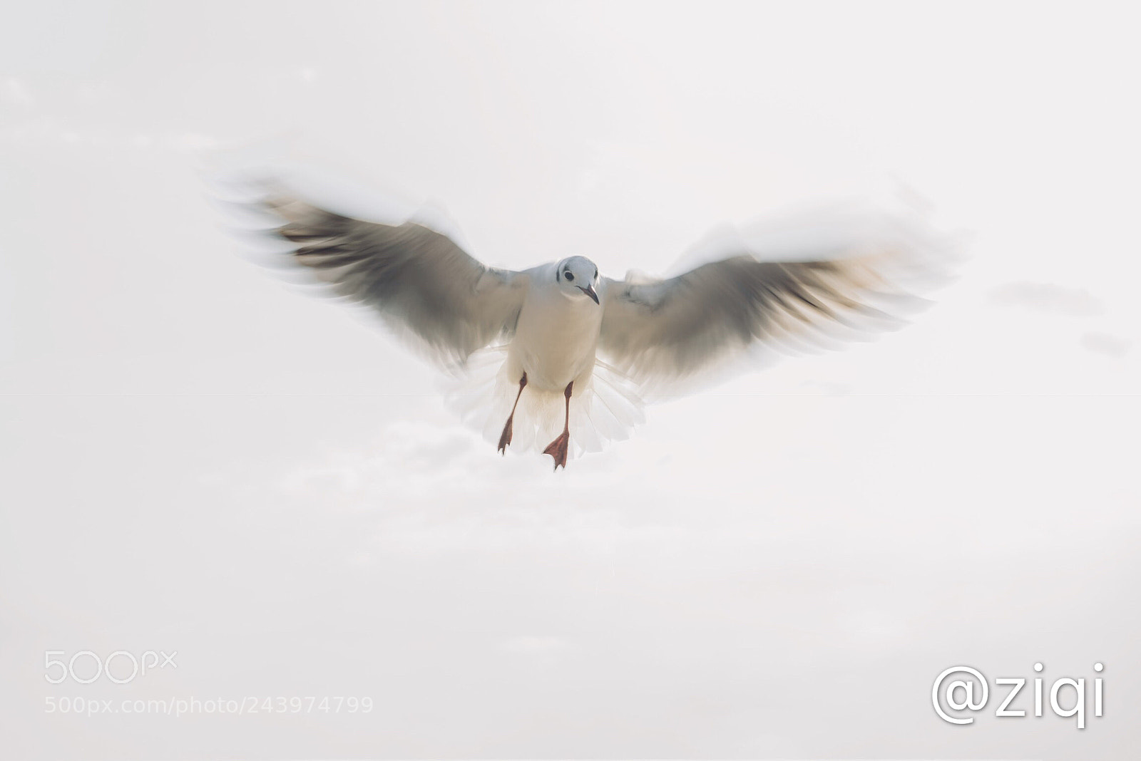 Nikon D810 sample photo. The gulls, the brave photography