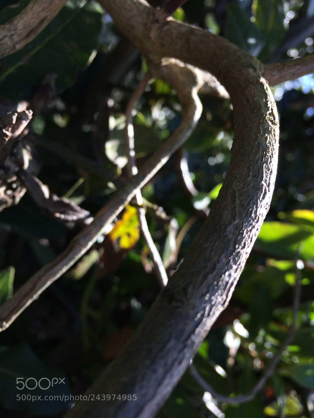Apple iPhone 5s sample photo. Nature ➿ photography