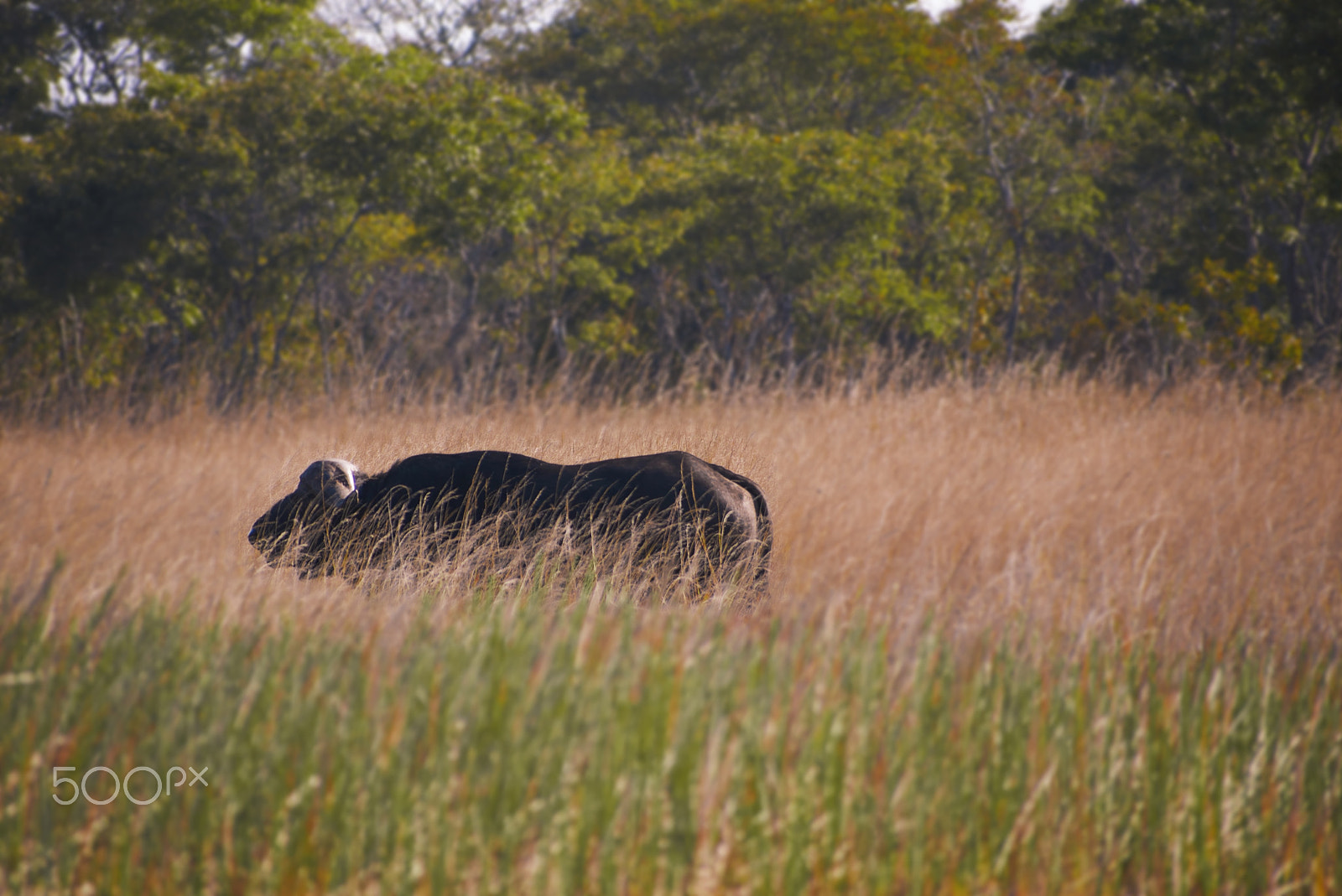 Panasonic Lumix DMC-G2 sample photo. Cape buffalo photography