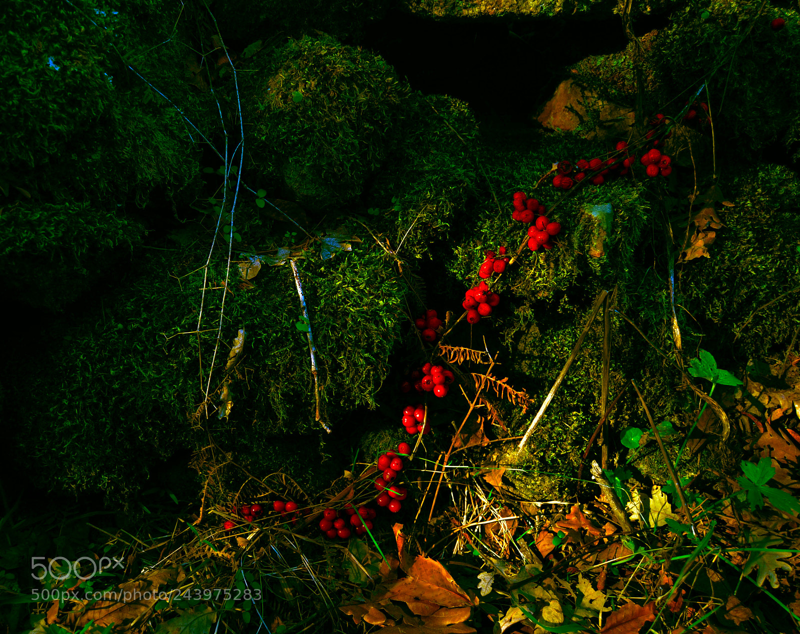 Nikon D3100 sample photo. Naturaleza silvestre photography