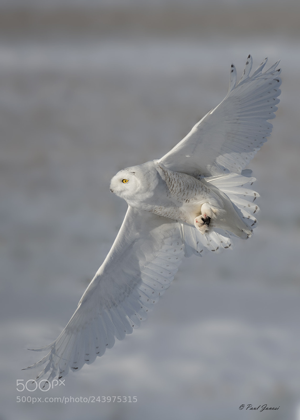 Nikon D850 sample photo. Snowy owl photography