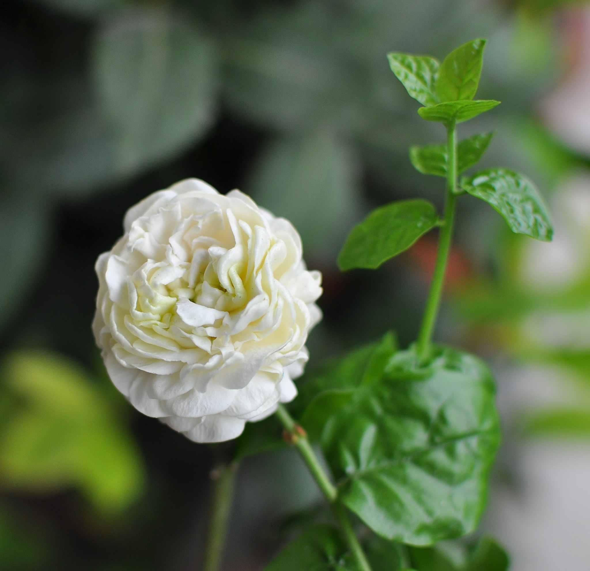 Nikon AF-S DX Nikkor 35mm F1.8G sample photo. Jasminum sambac photography