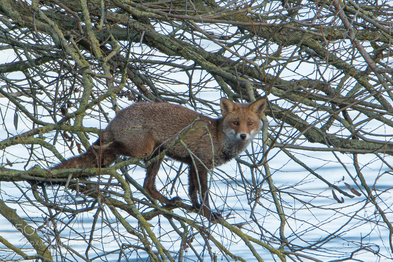 Nikon D7100 sample photo. Red fox ( vos ) photography