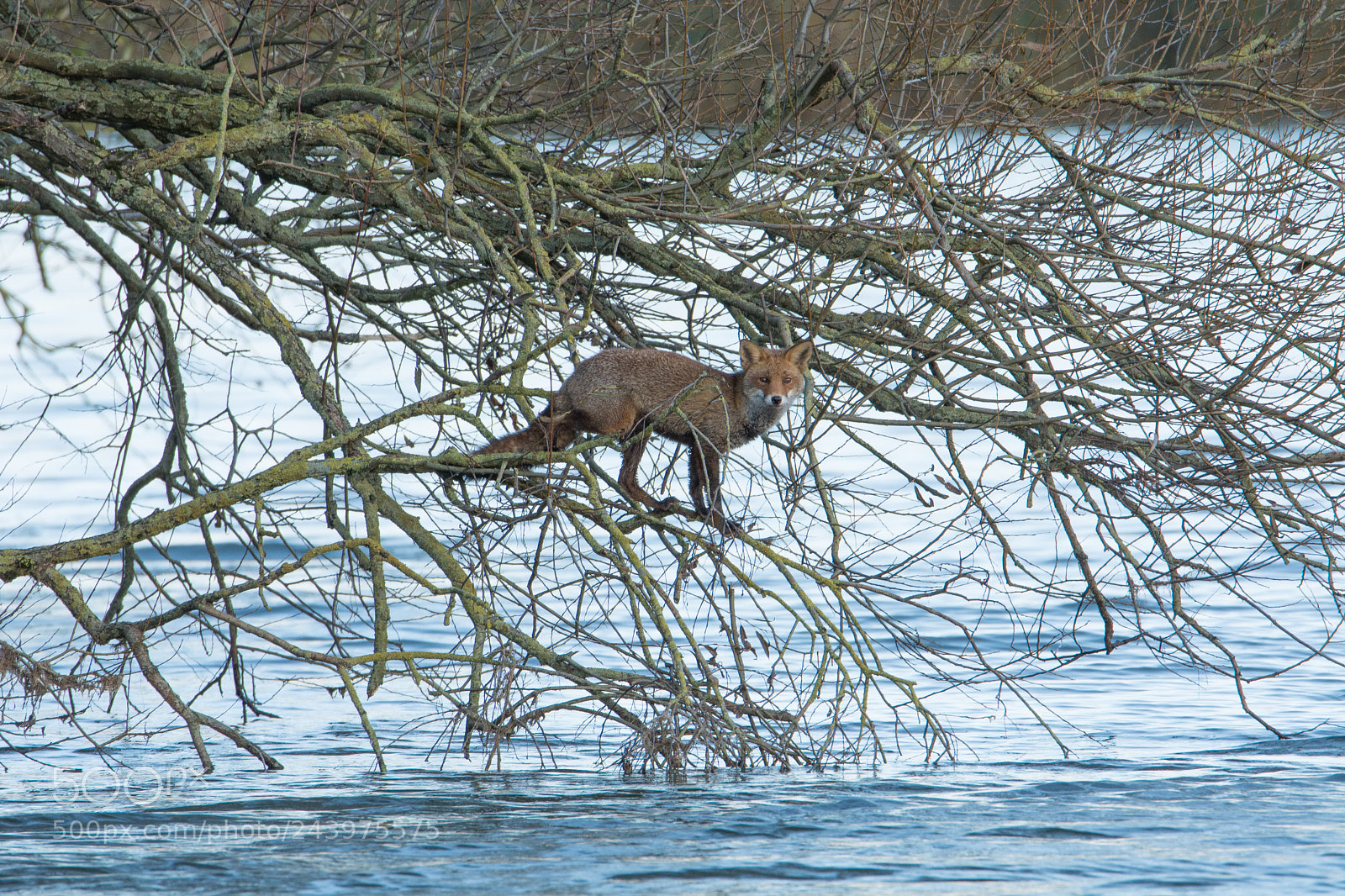 Nikon D7100 sample photo. Red fox ( vos ) photography