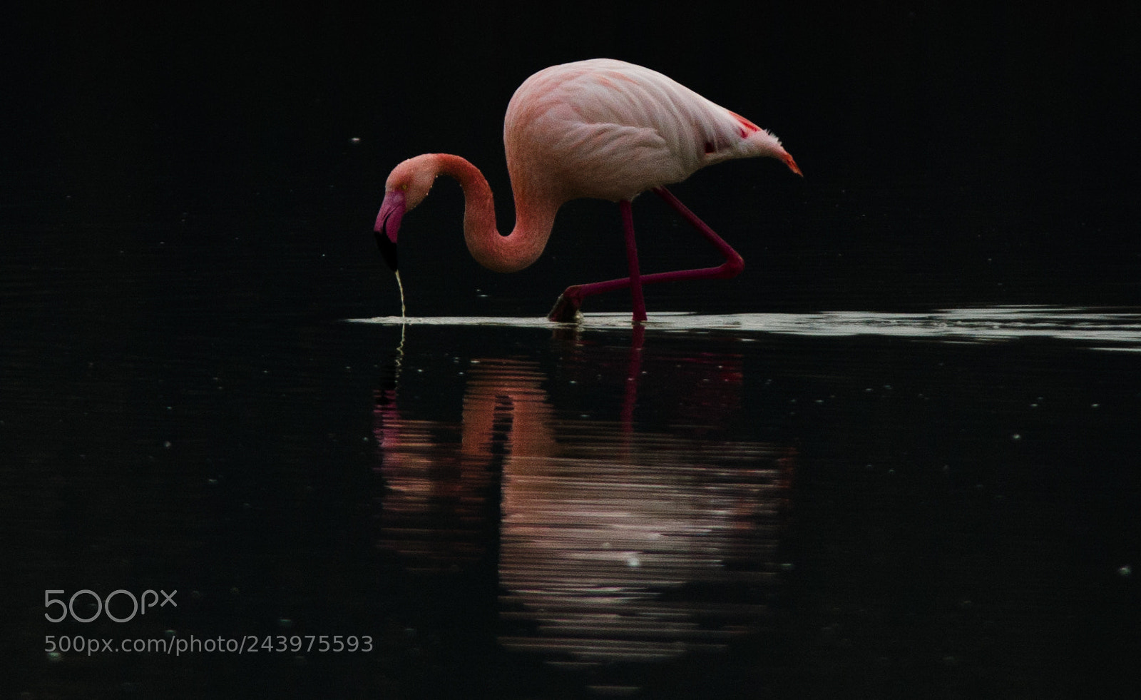 Nikon D5100 sample photo. A touch of pink photography