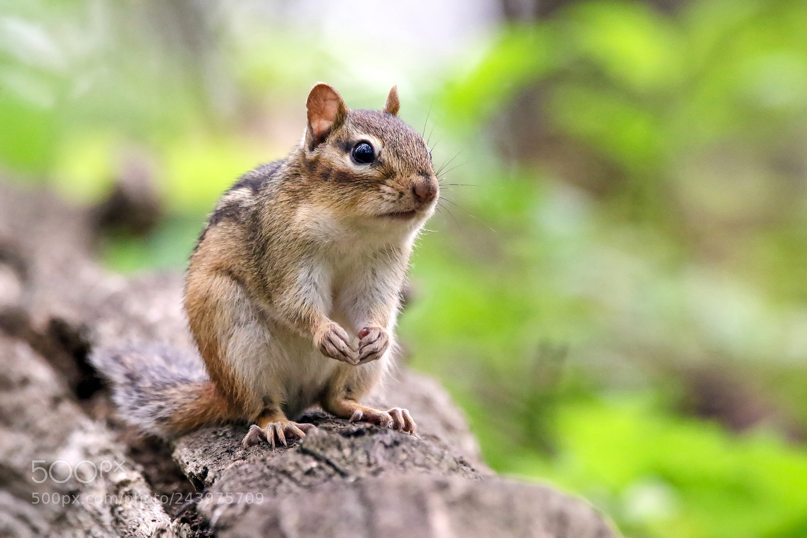 Canon EOS 7D Mark II sample photo. Chipmunk photography