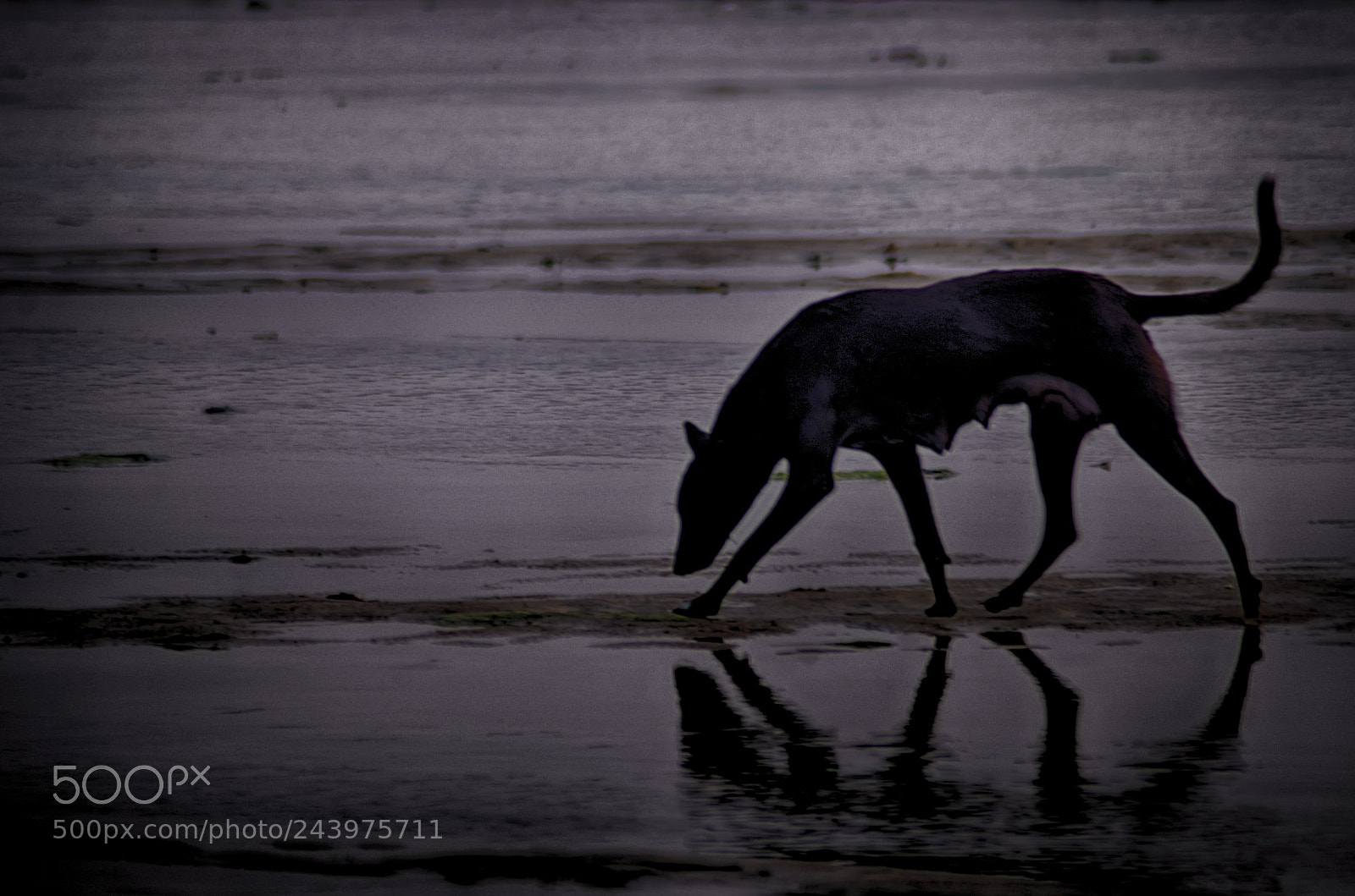Nikon D5100 sample photo. Hungry dog searching for photography