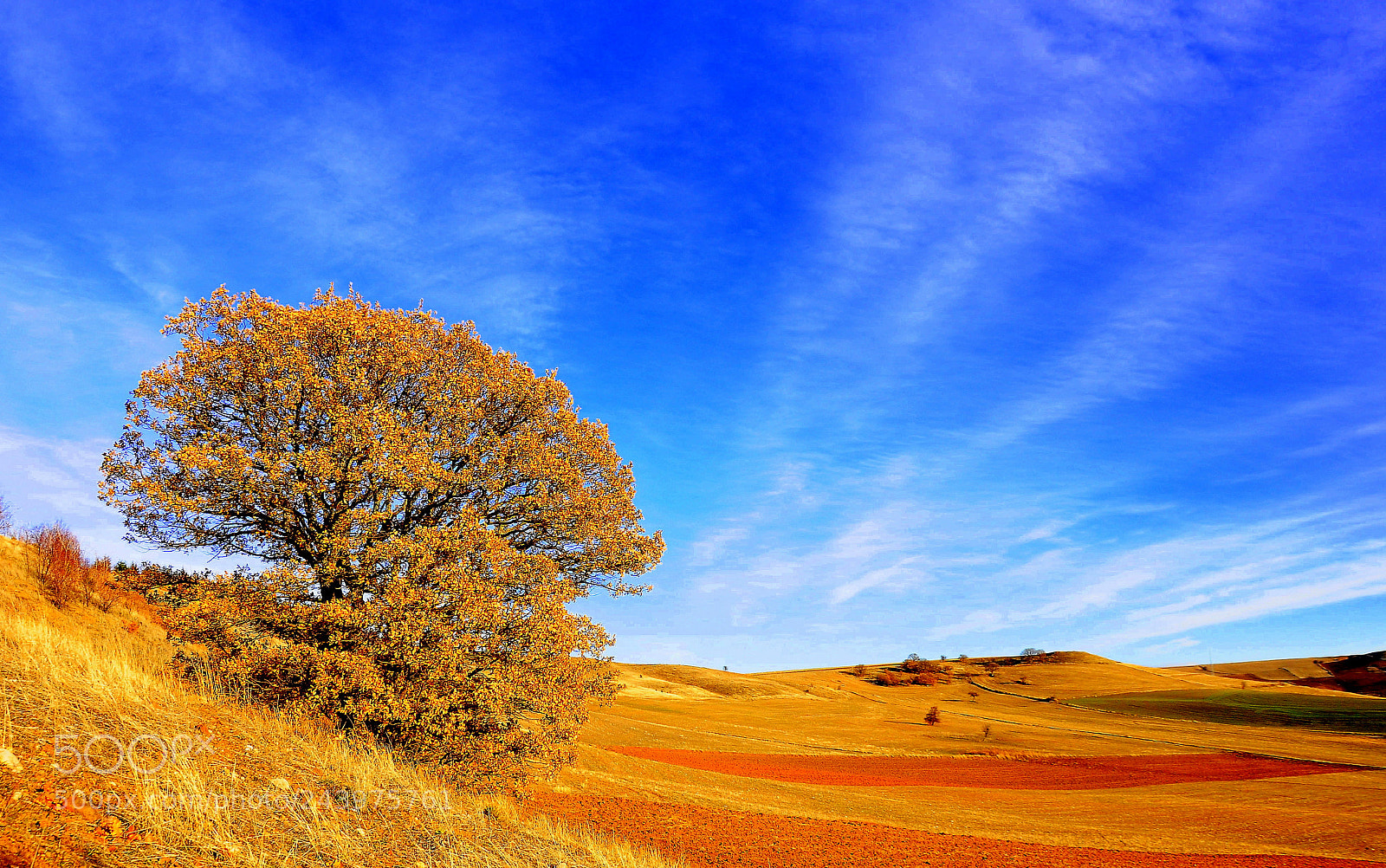 Nikon D90 sample photo. Alone tree photography