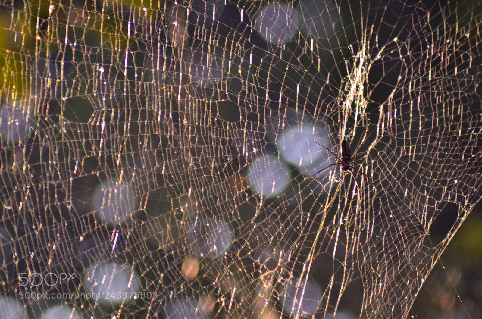 Nikon D5100 sample photo. A spider with his photography