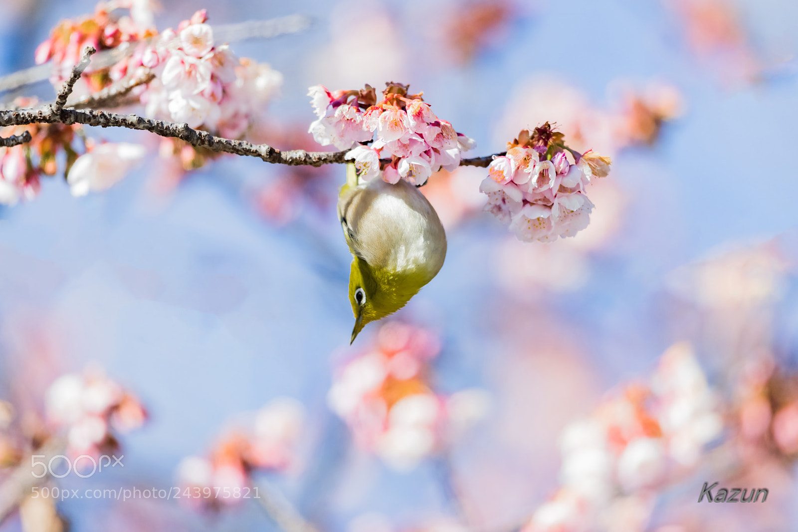 Canon EOS-1D X Mark II sample photo. Spring photography