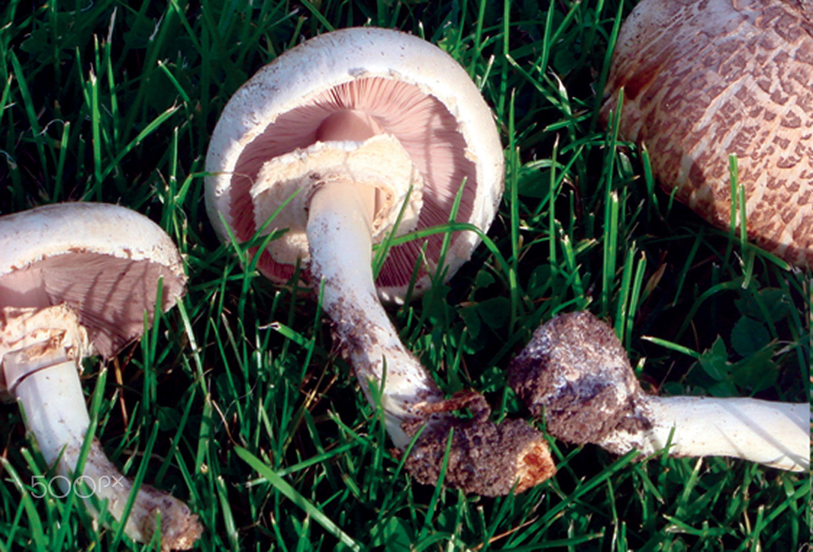 Sony DSC-T30 sample photo. Agaricus xanthoderma (champiñon) (otros) photography