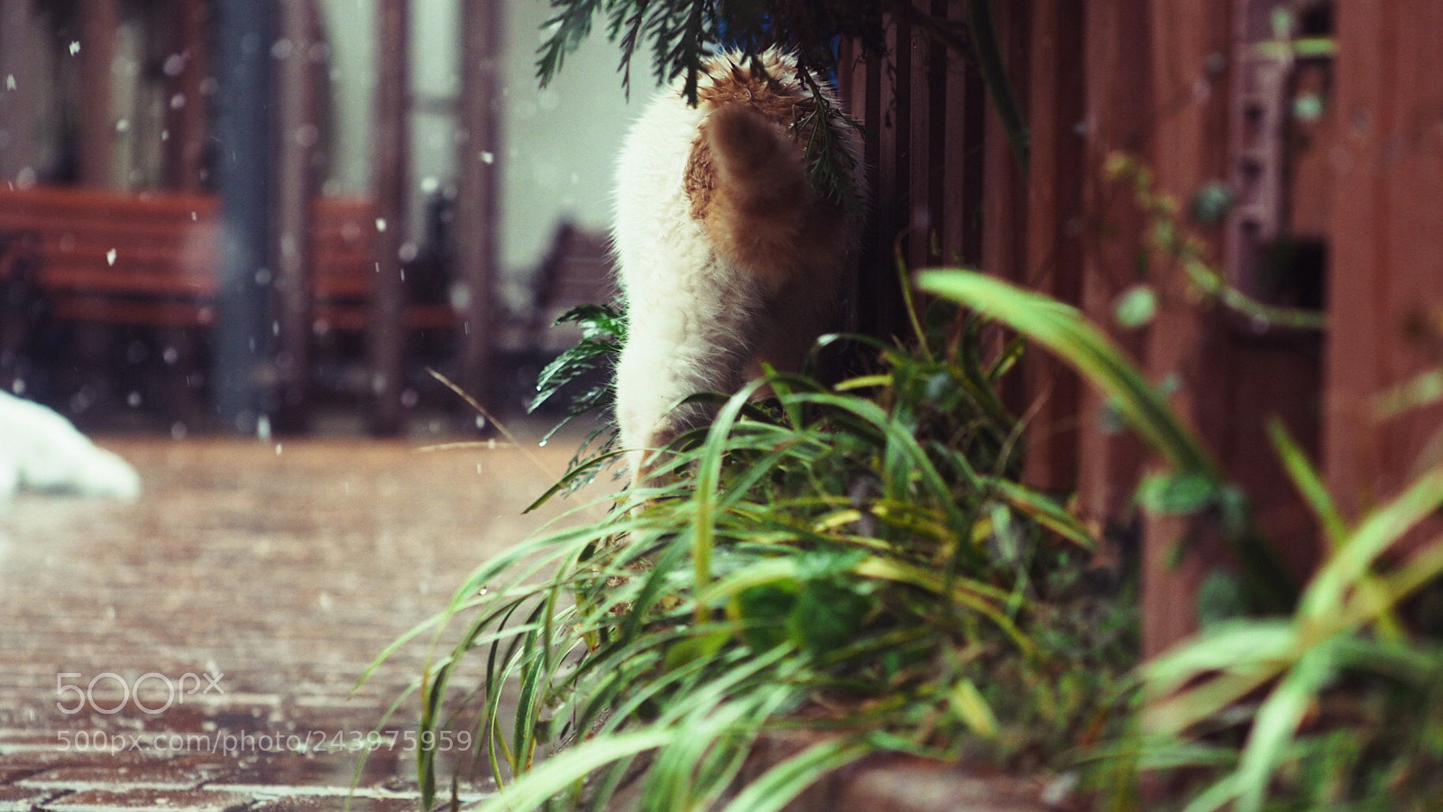 Olympus PEN E-PL7 sample photo. Lonely cat in snow photography
