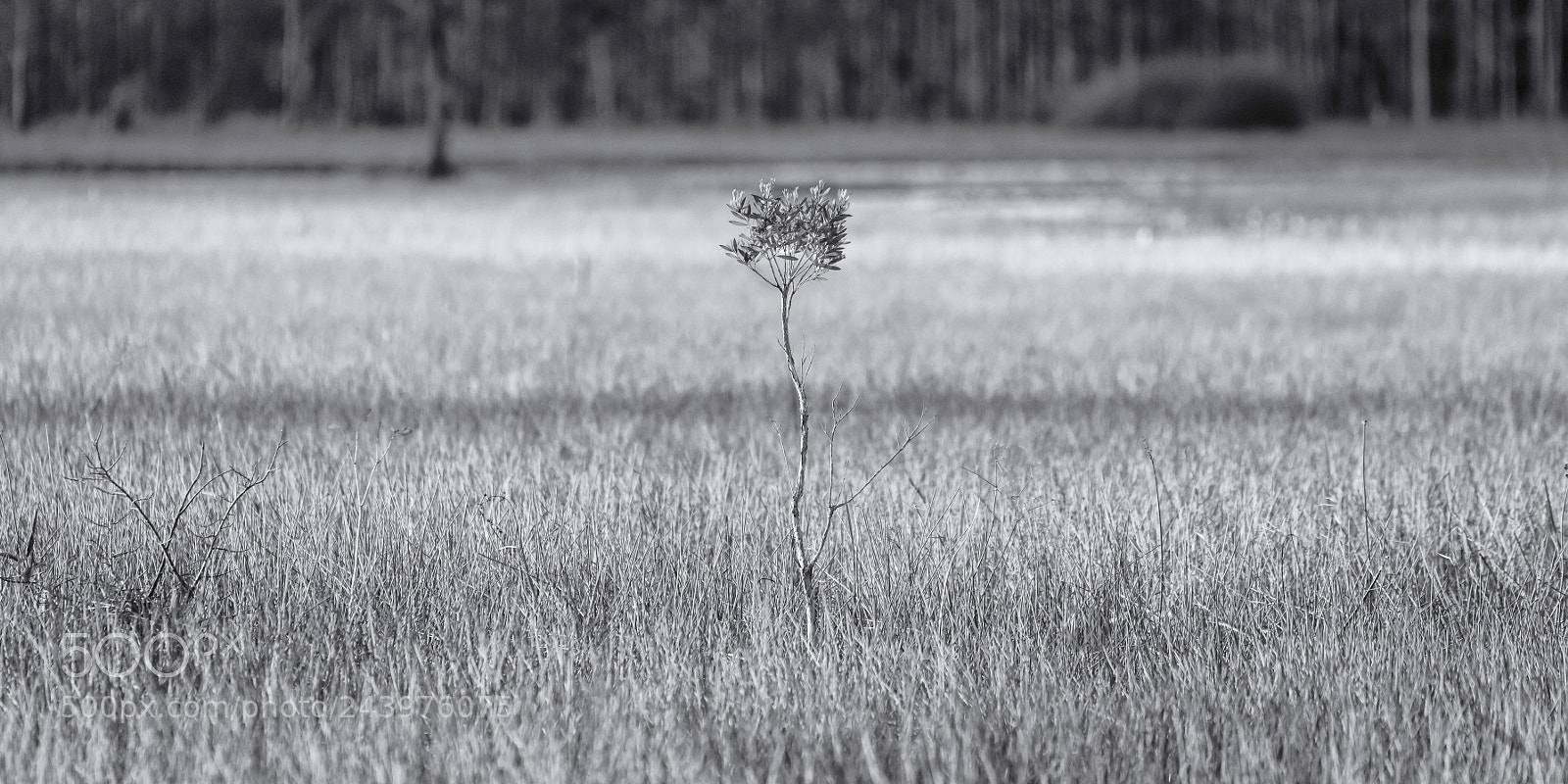 Nikon D810 sample photo. Defiance photography