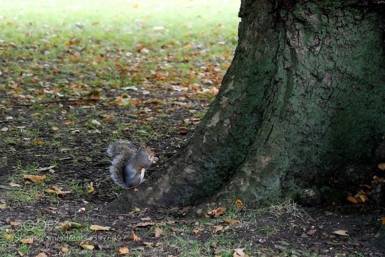 Panasonic Lumix DMC-G85 (Lumix DMC-G80) sample photo. Squirrel photography