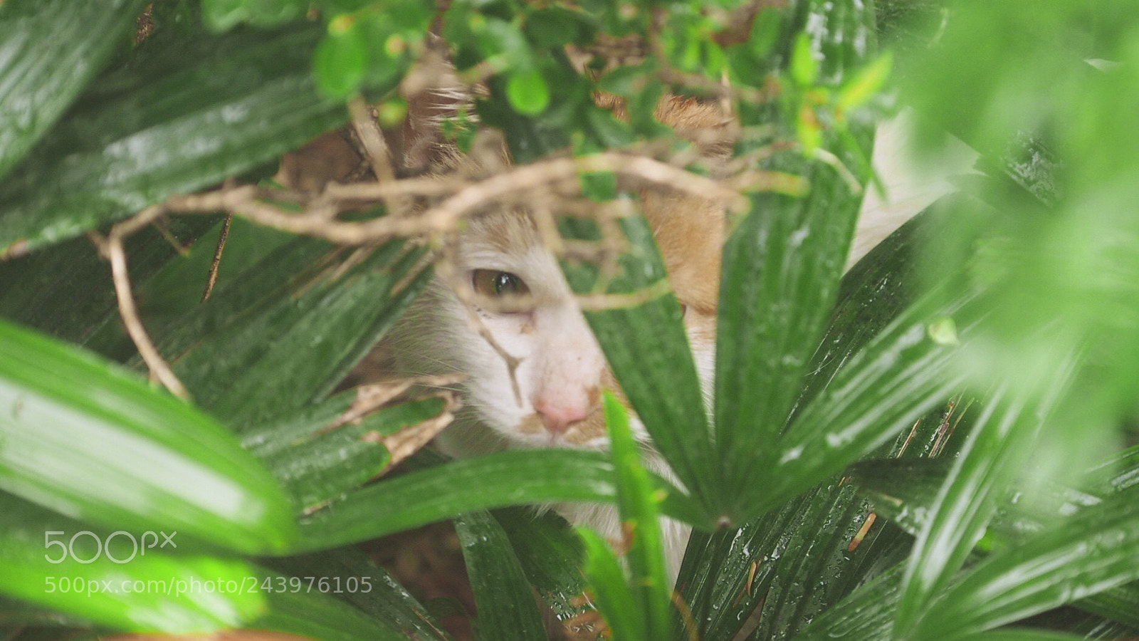 Olympus PEN E-PL7 sample photo. Crying cat photography