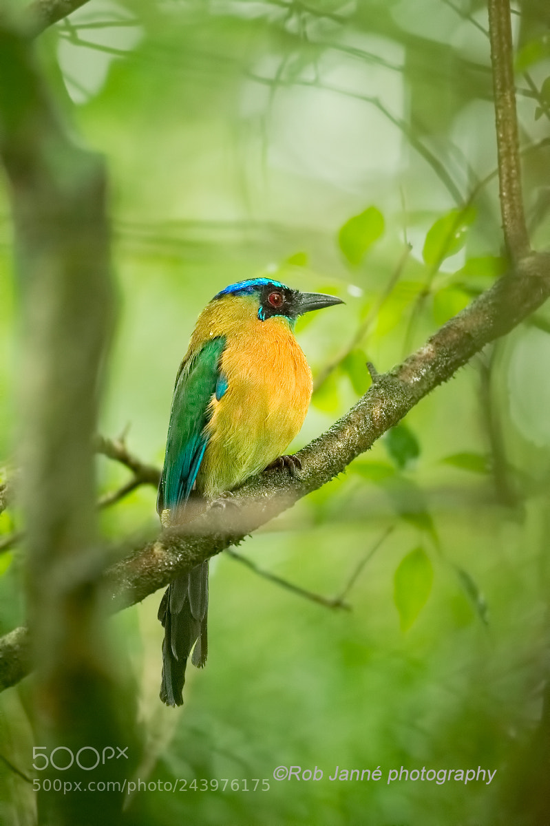 Nikon D4S sample photo. Amazonian motmot photography