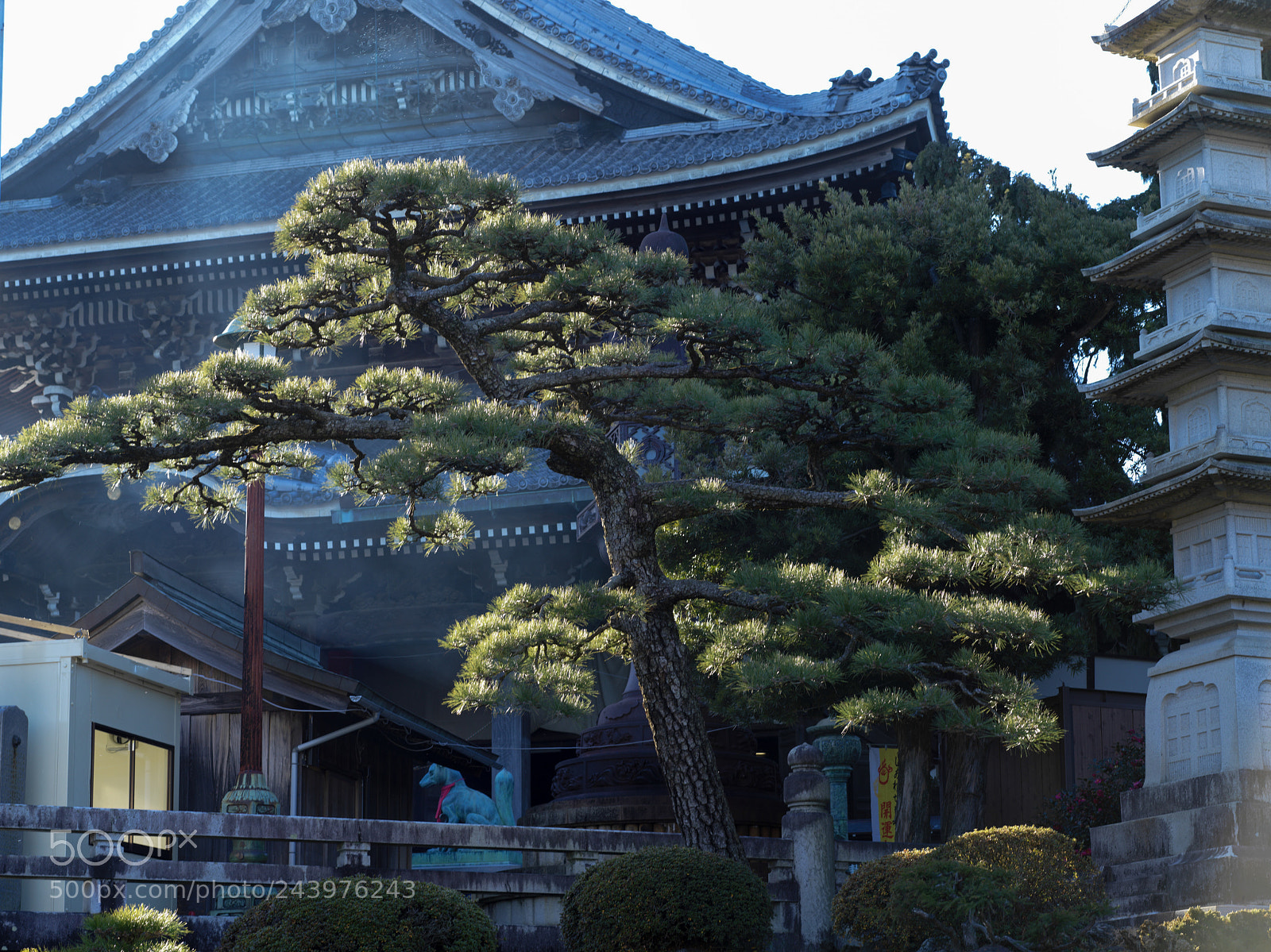 Hasselblad X1D-50c sample photo. Japanese pine and shrine photography