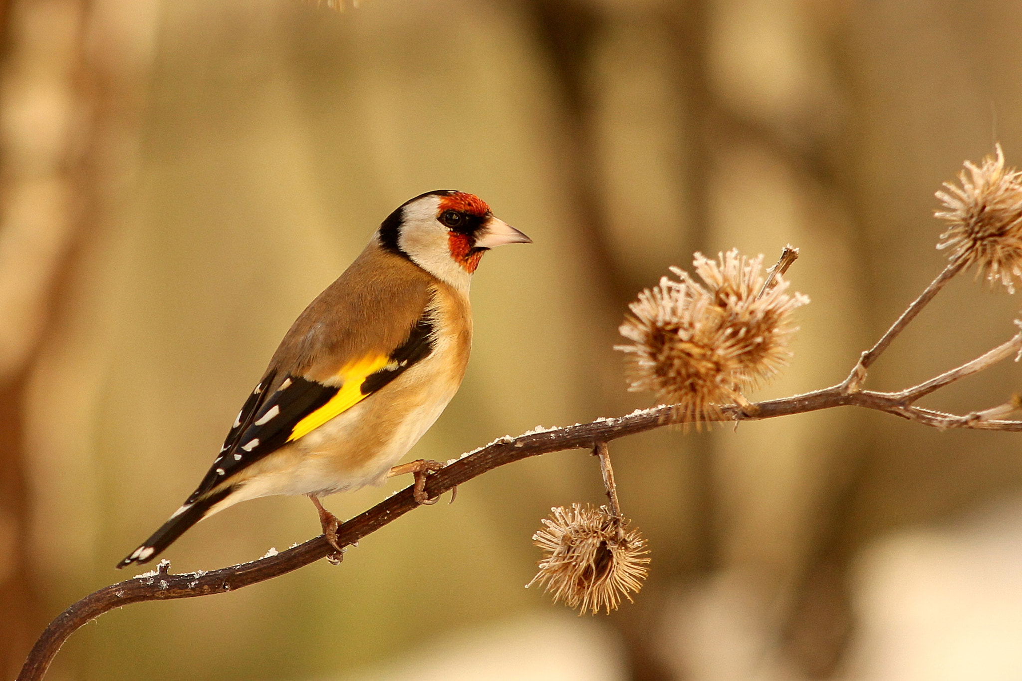 Canon EF 75-300mm f/4-5.6 USM sample photo. Goldfinch photography