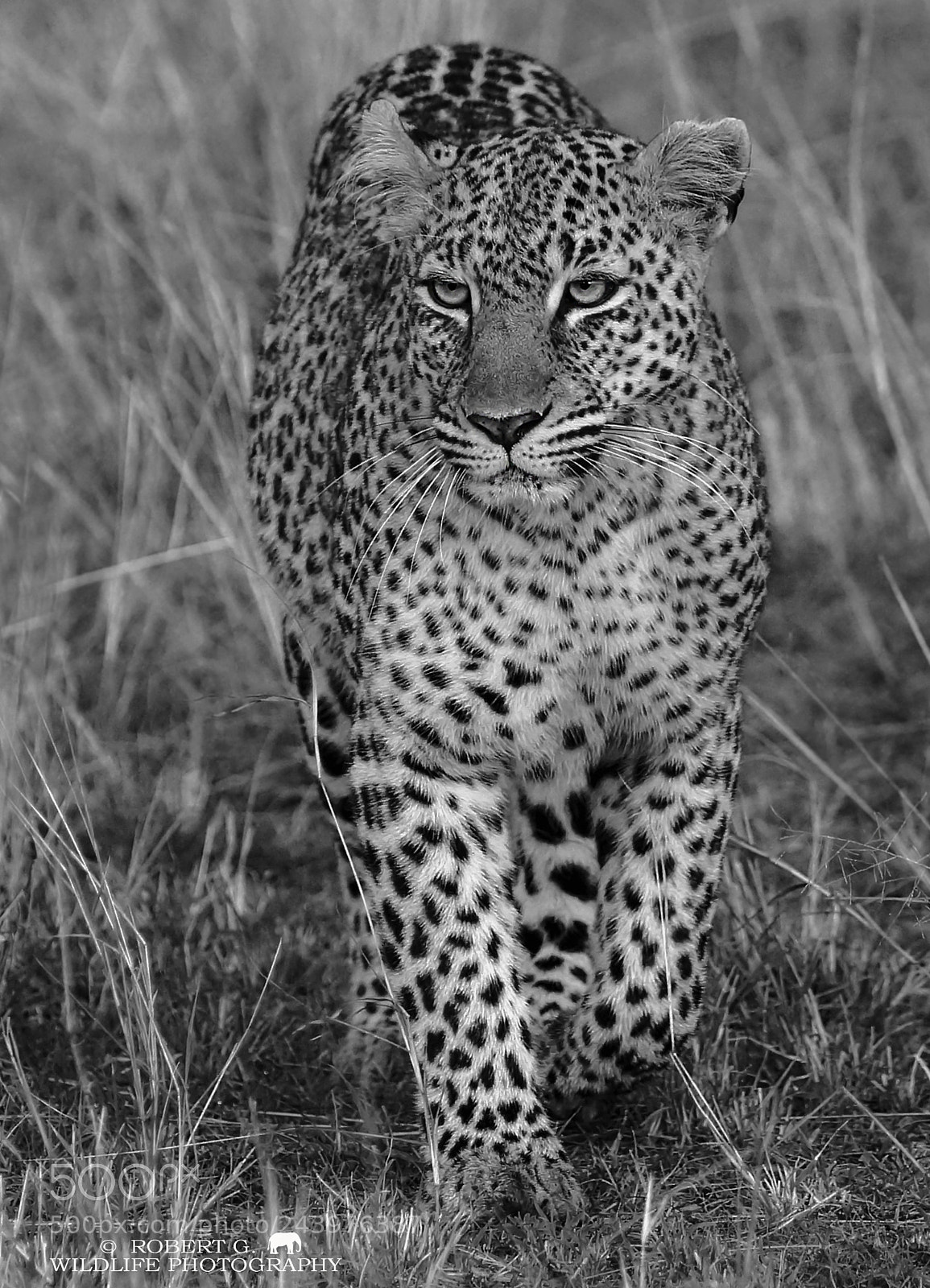 Sony SLT-A77 sample photo. Walking leopard photography