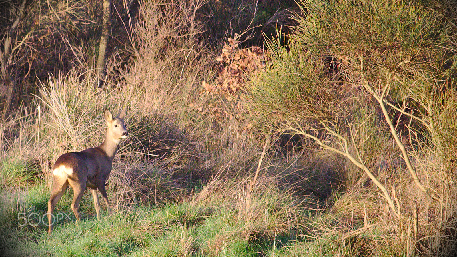 Canon EF-S 55-250mm F4-5.6 IS STM sample photo. Bambi photography