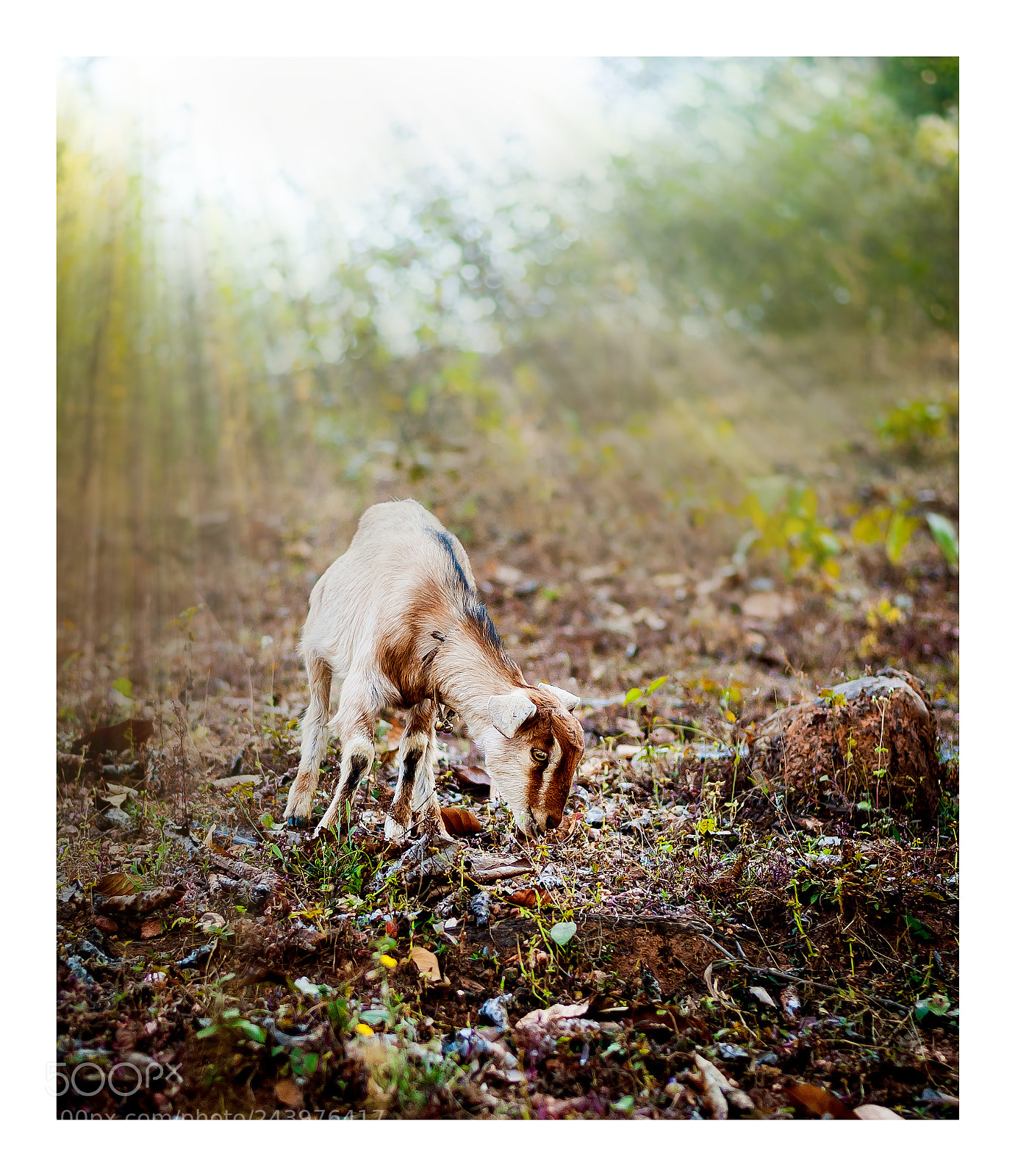 Nikon D700 sample photo. || little one || photography