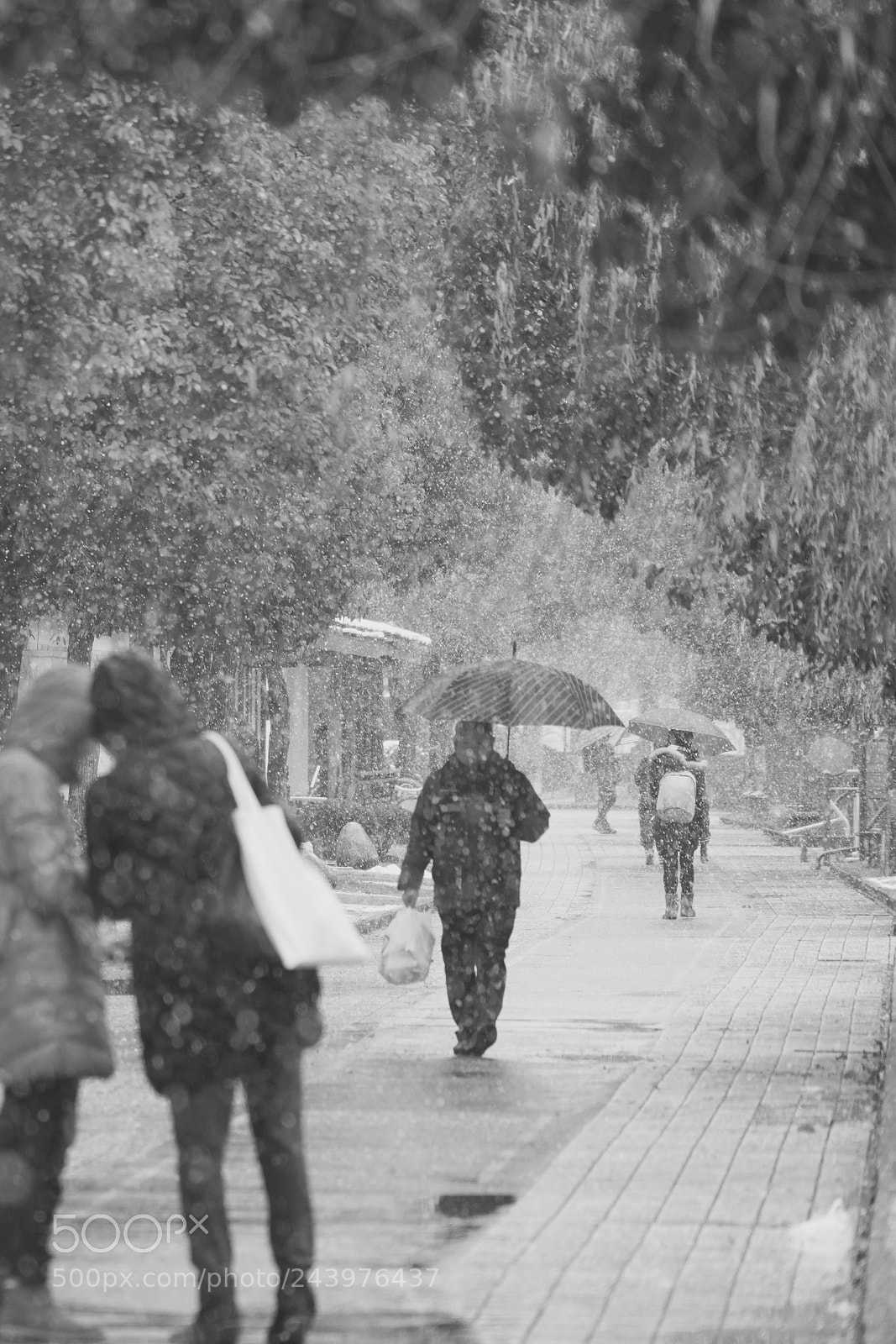Sony a9 sample photo. 雪花飞舞 photography