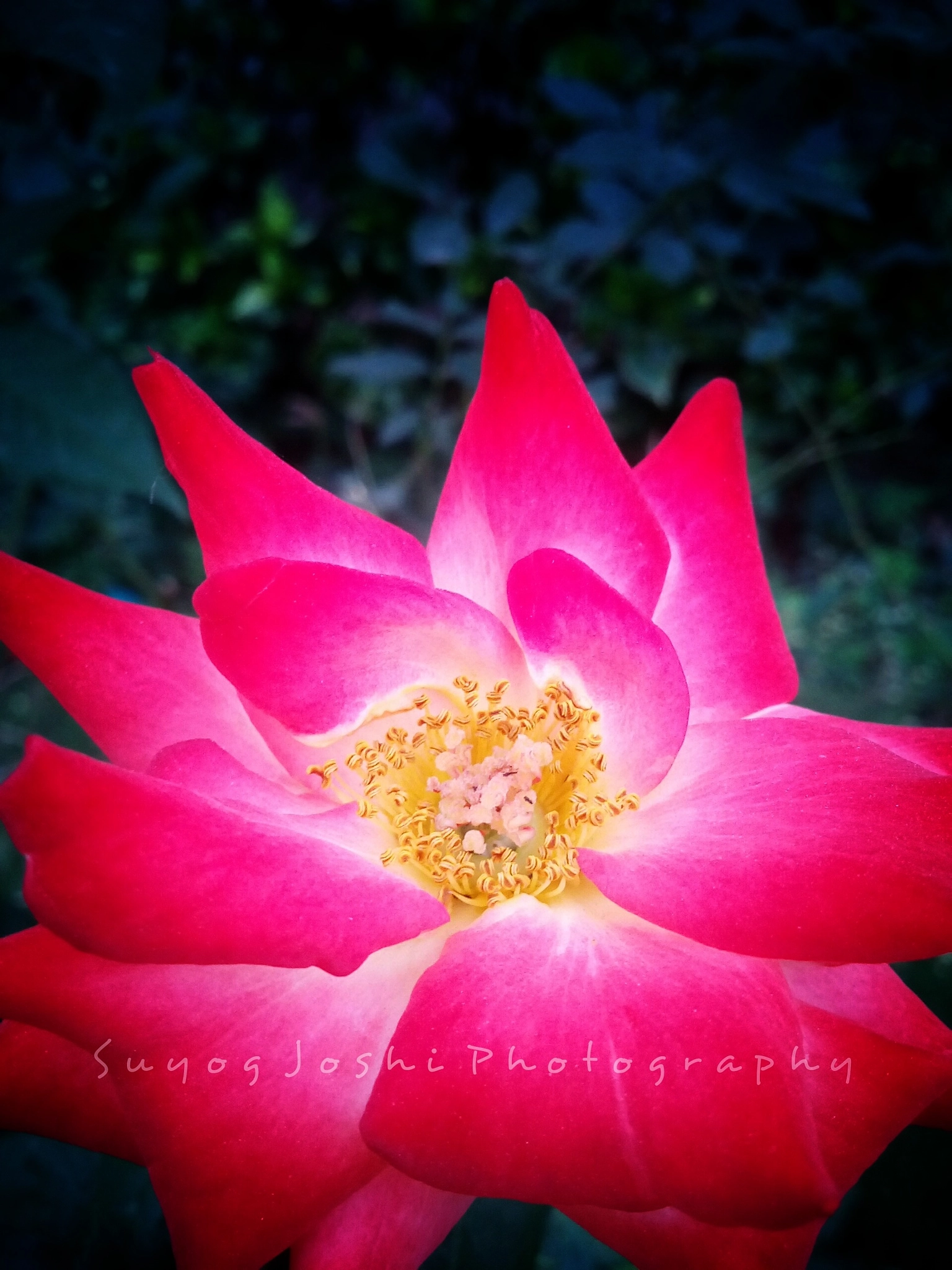 Micromax Canvas A1 sample photo. Golden pollens photography