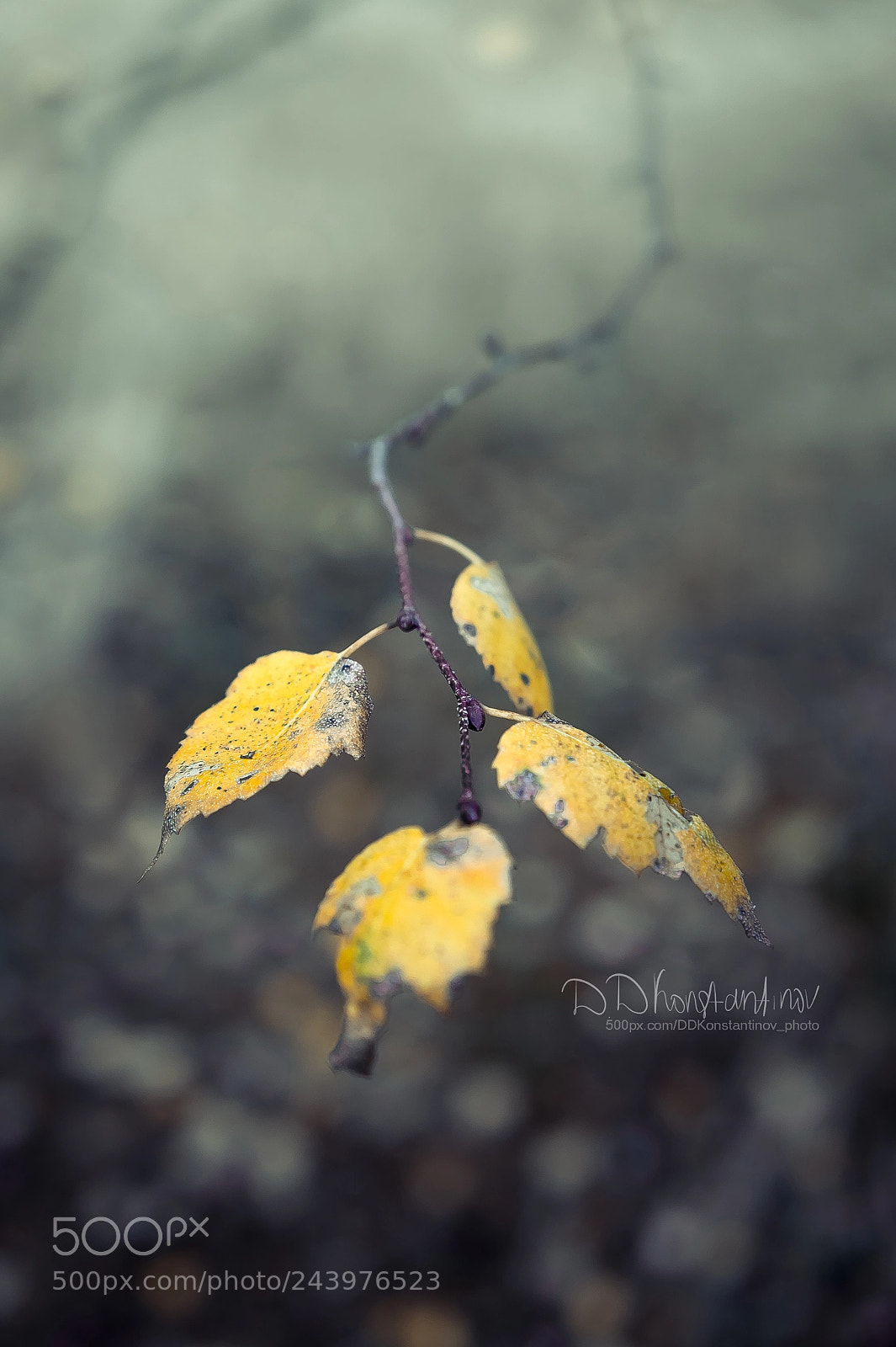 Sony Alpha NEX-5 sample photo. Burnt ends photography