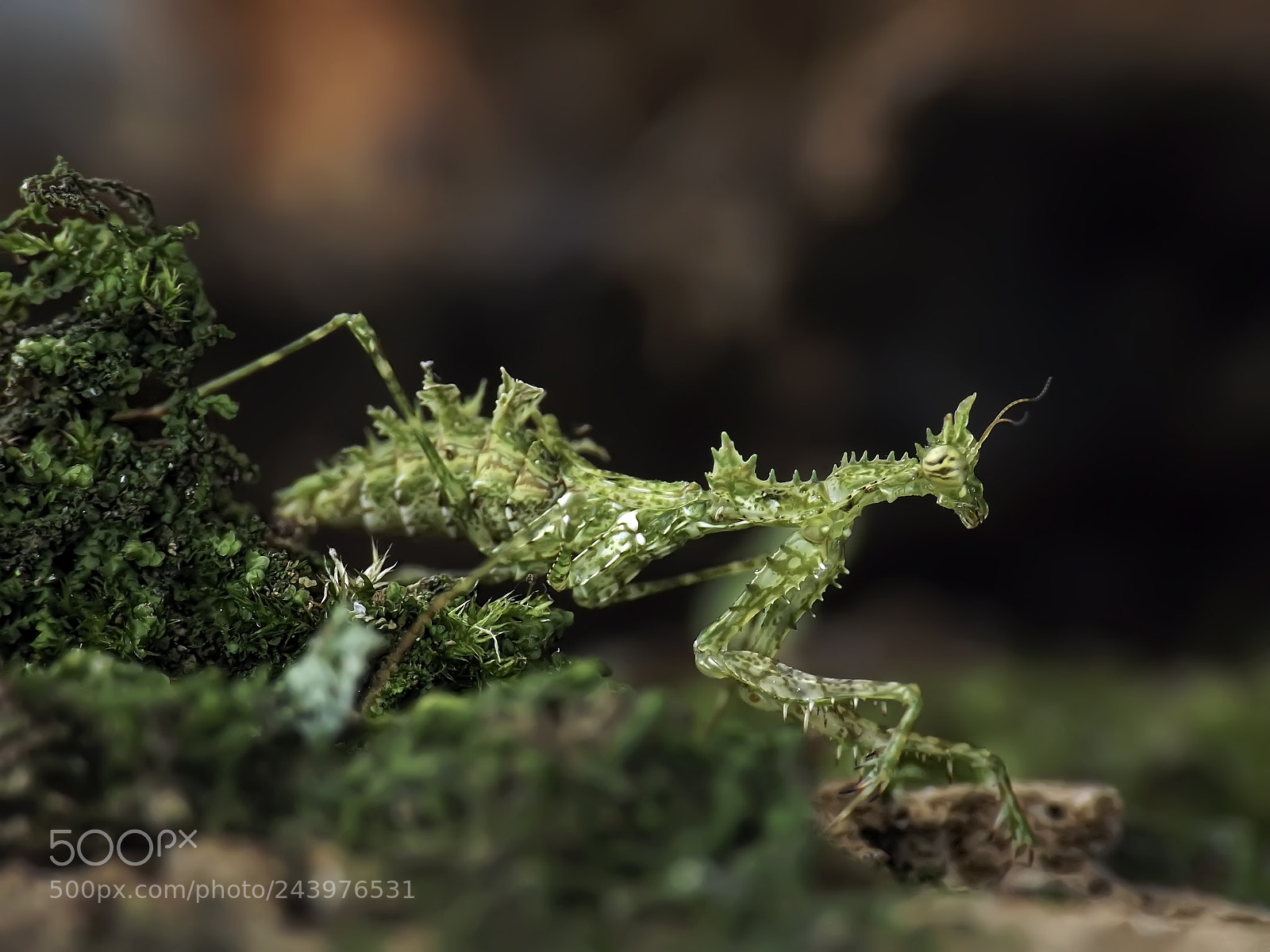 Fujifilm FinePix S4800 sample photo. Moss mantis photography