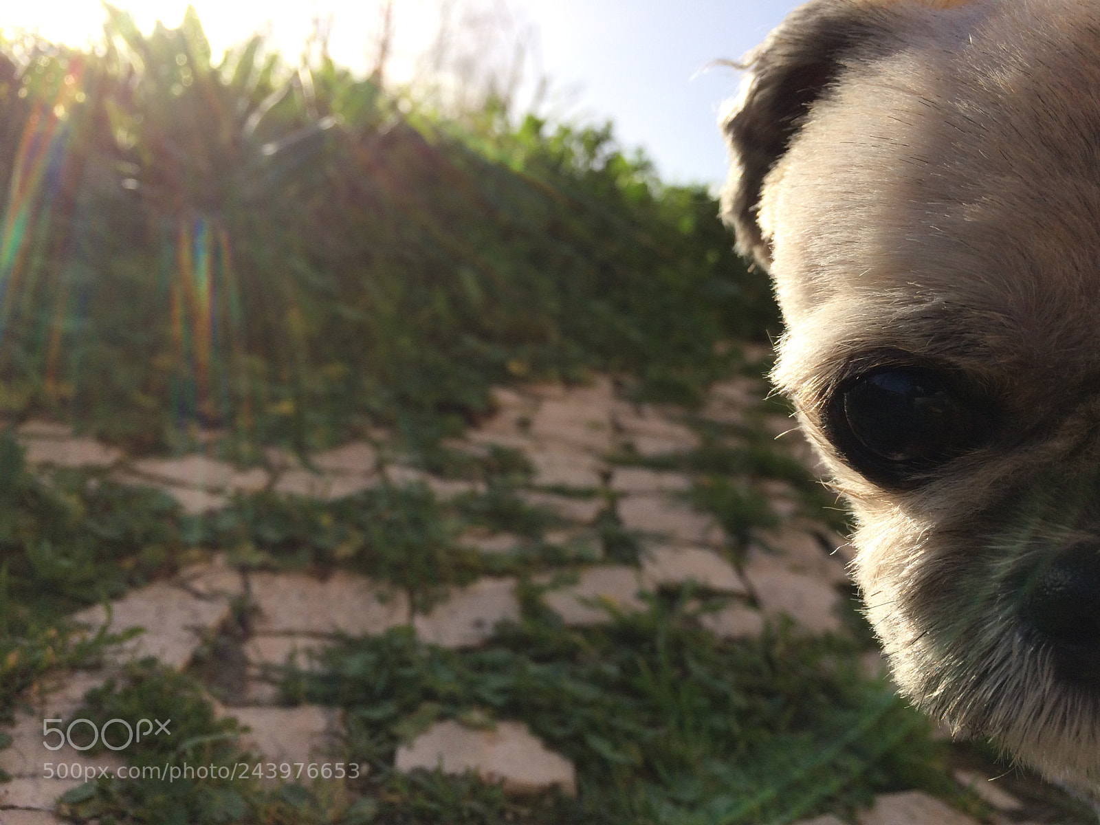 Apple iPhone 5s sample photo. They are our real photography
