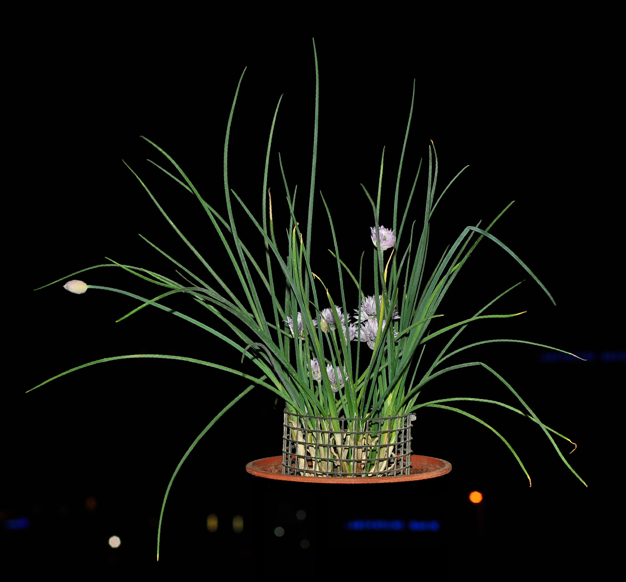 Nikon AF-S DX Nikkor 35mm F1.8G sample photo. Chives go home photography