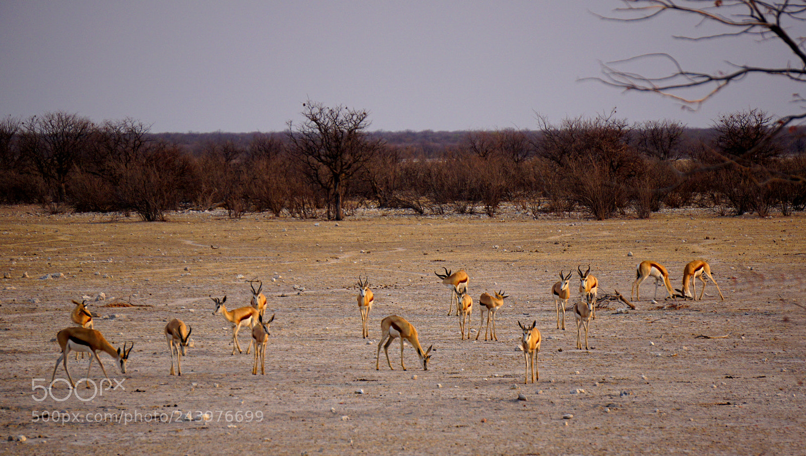 Sony E 55-210mm F4.5-6.3 OSS sample photo. Springbok 2 photography