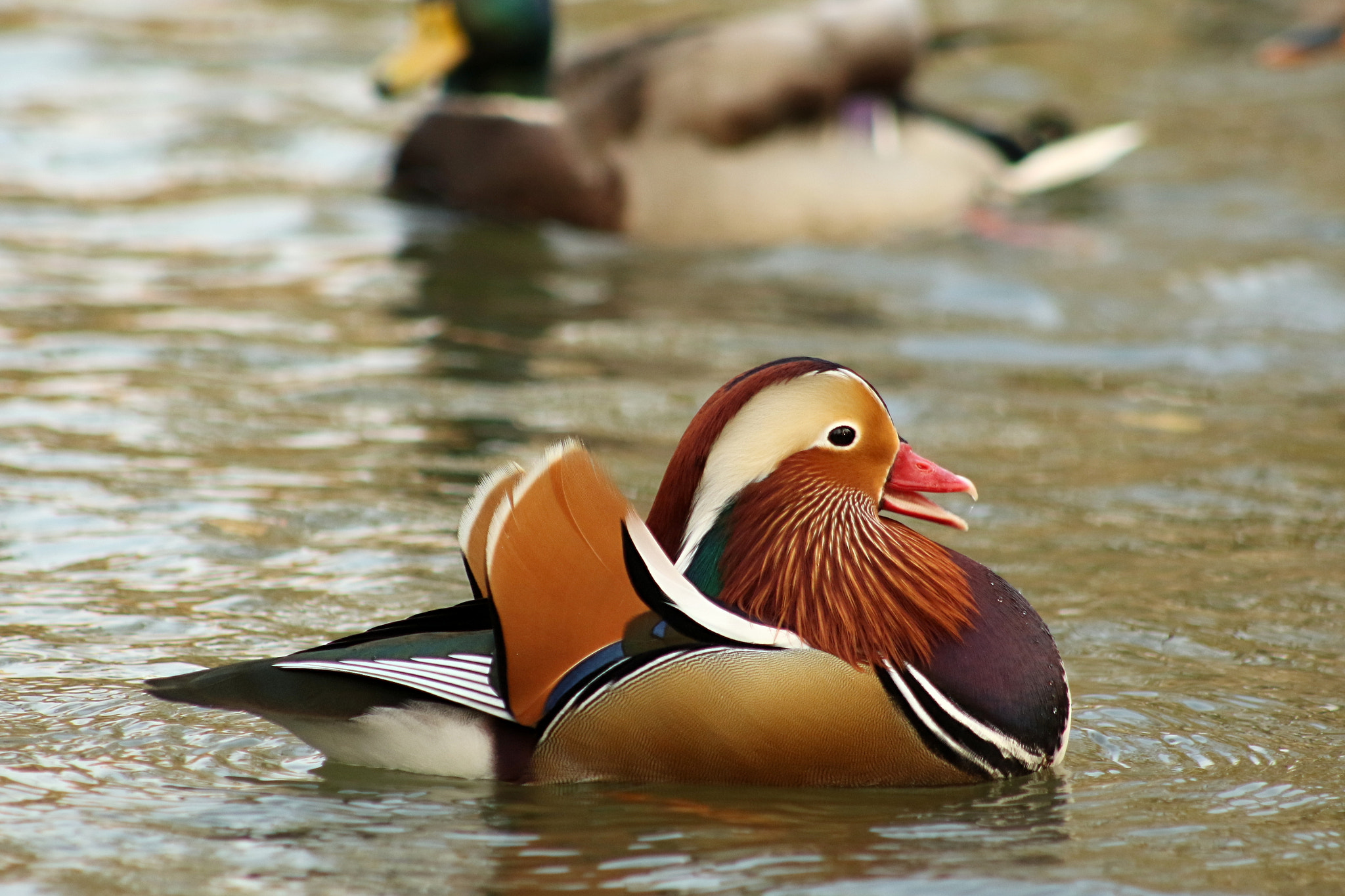 Canon EF 75-300mm f/4-5.6 USM sample photo. Mandarin duck photography
