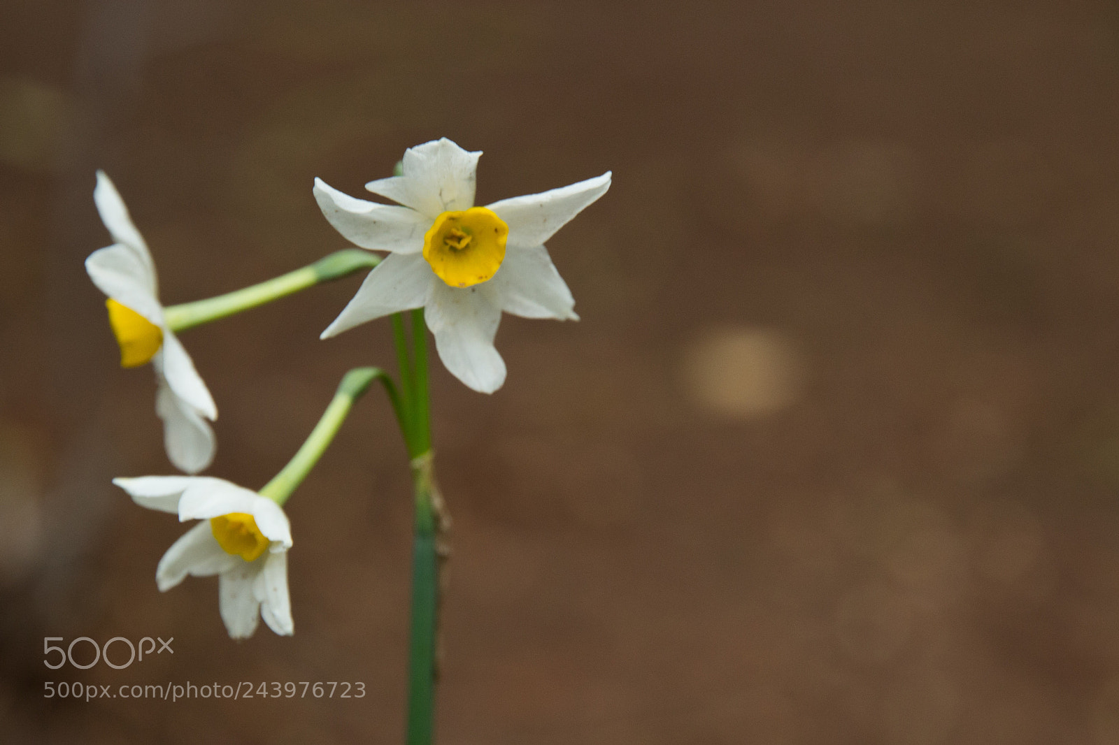 Canon EOS 1200D (EOS Rebel T5 / EOS Kiss X70 / EOS Hi) sample photo. Daffodil photography