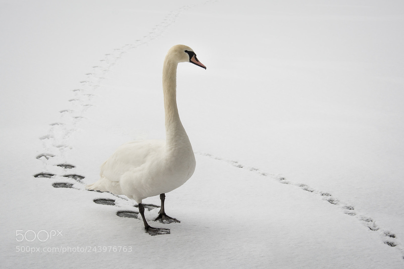 Nikon D7100 sample photo. Spuren im schnee photography