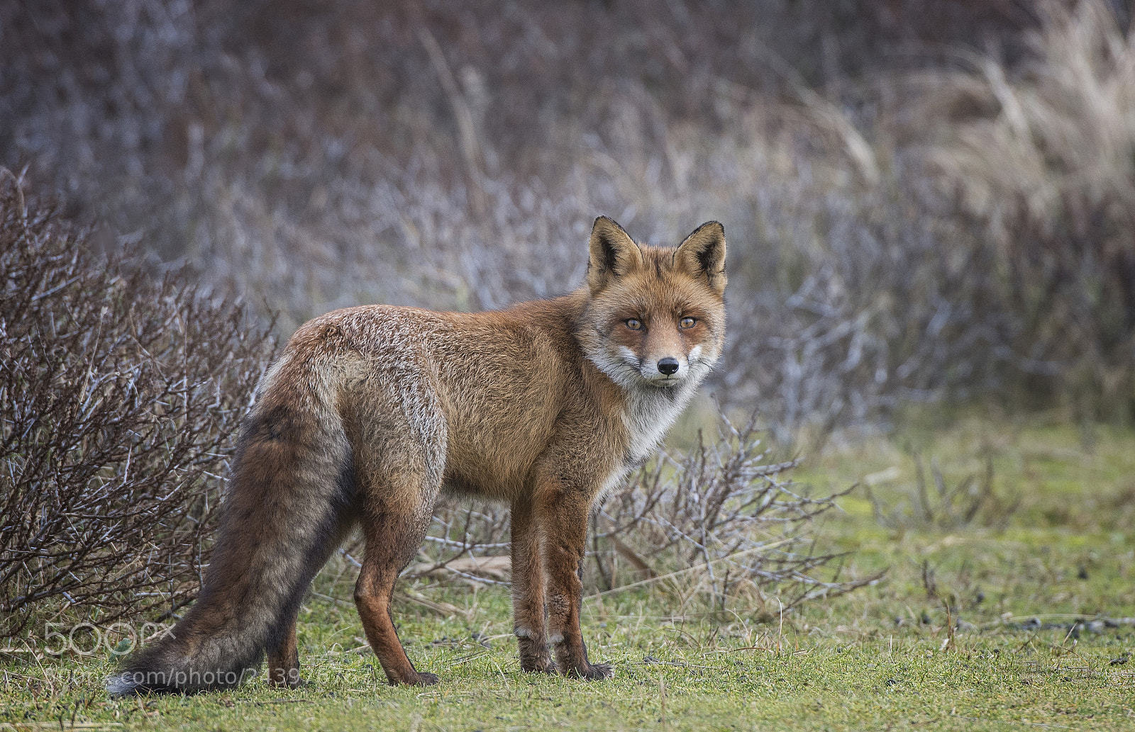 Nikon D850 sample photo. Winter coat photography