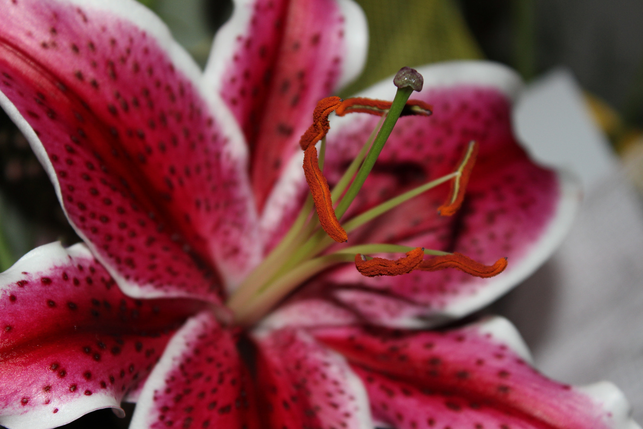 Canon EOS 100D (EOS Rebel SL1 / EOS Kiss X7) sample photo. Fleur photography