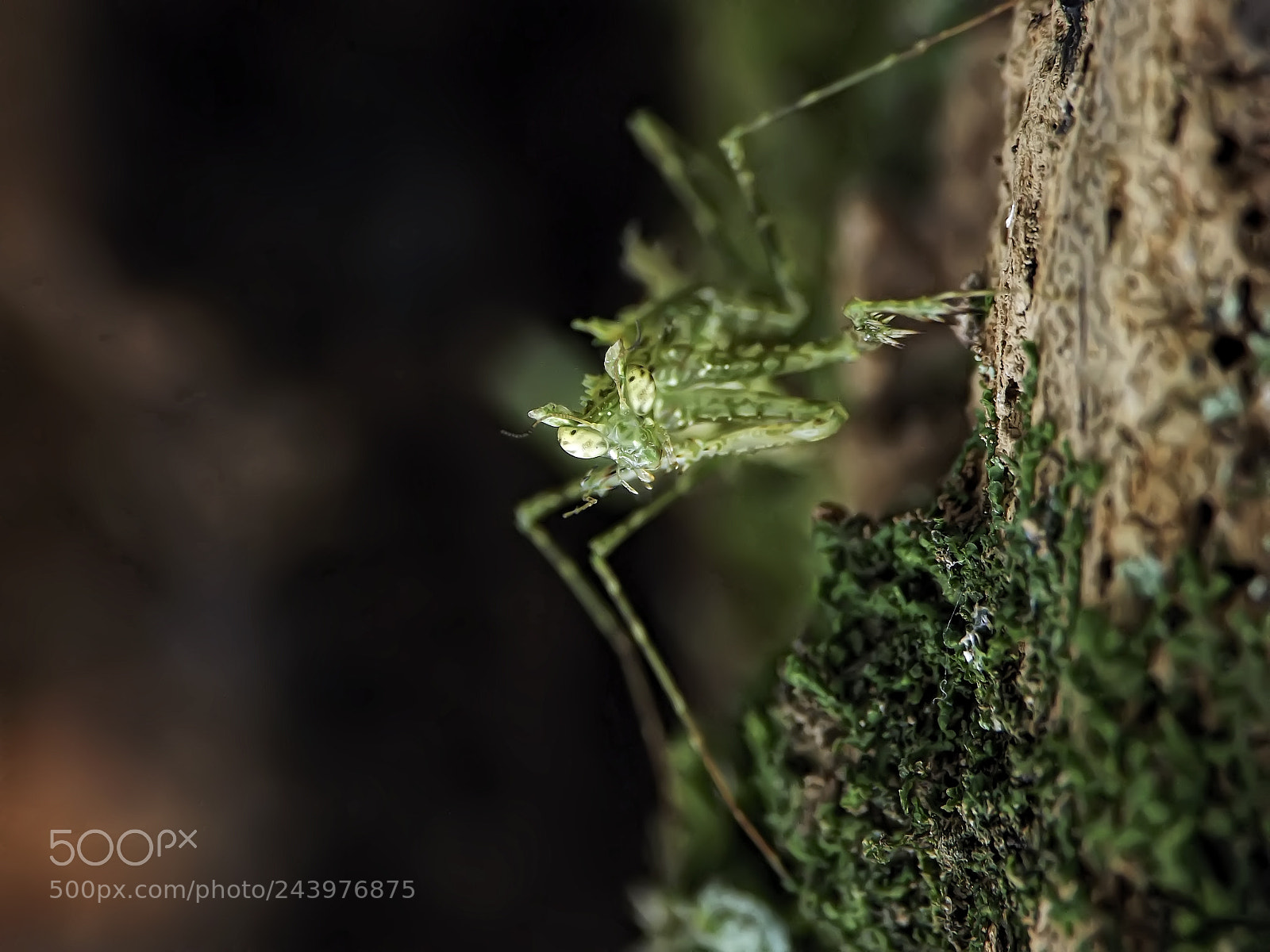 Fujifilm FinePix S4800 sample photo. Moss mantis face photography