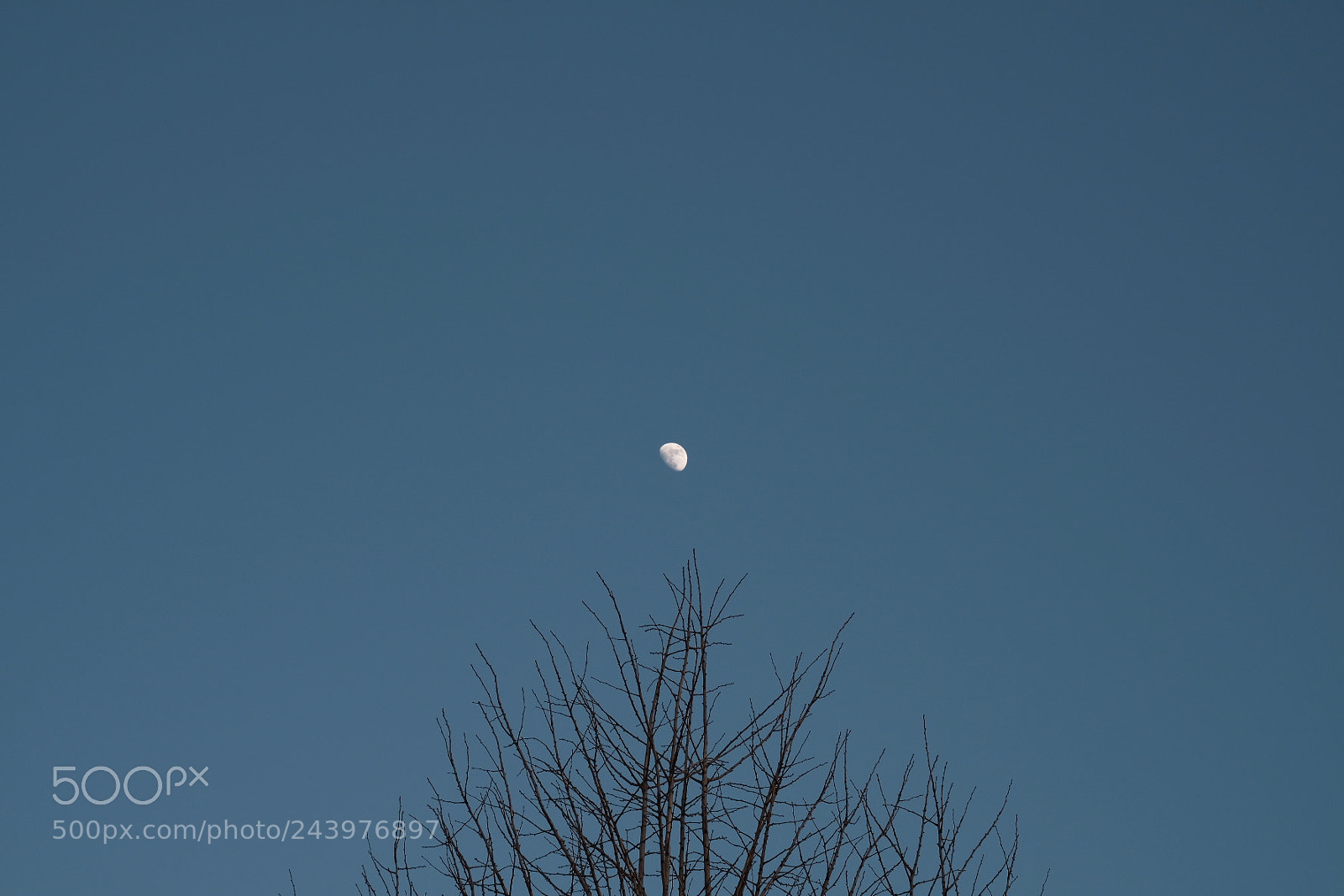 Fujifilm X-Pro2 sample photo. Tree , photography