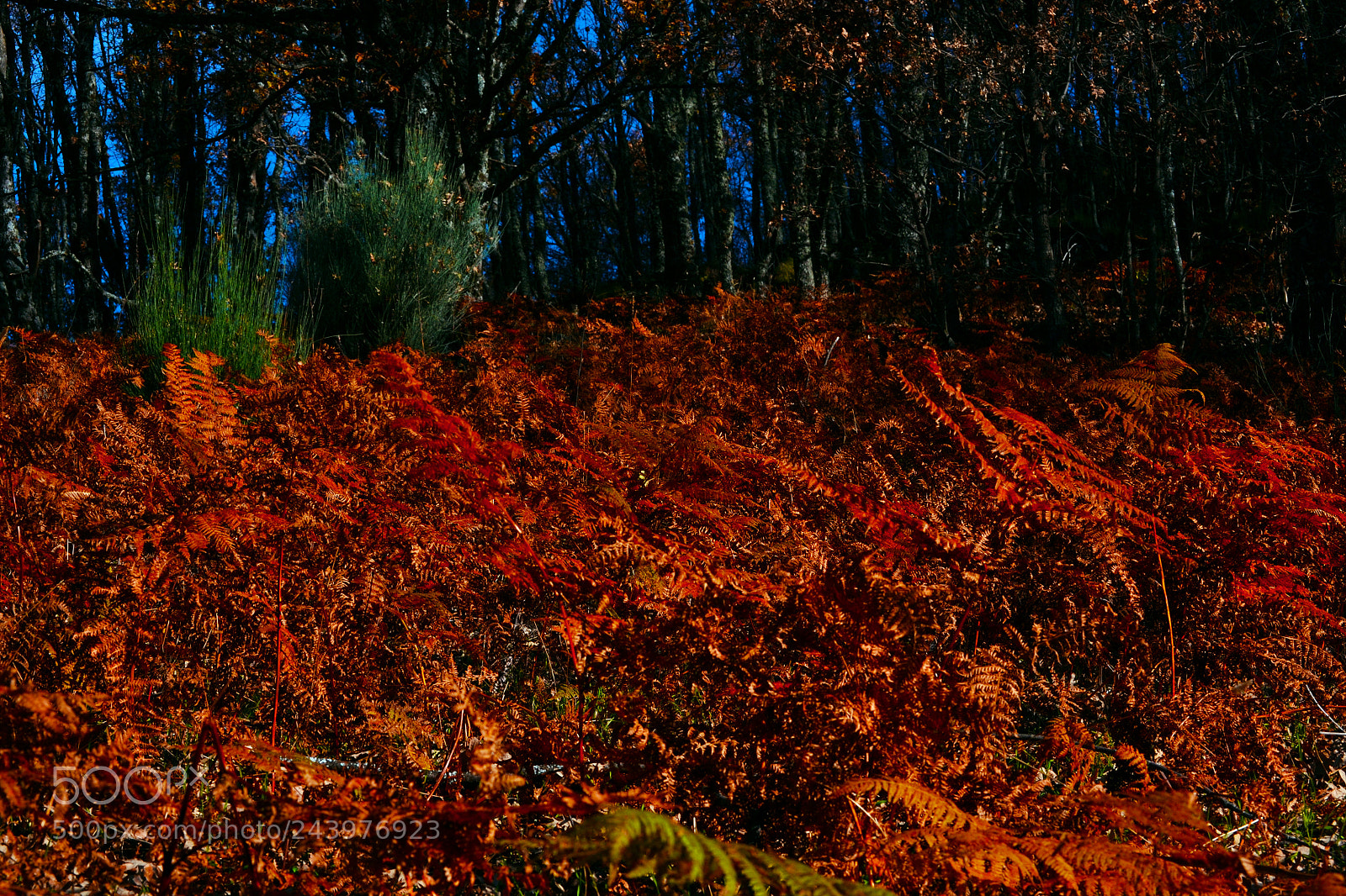 Nikon D3100 sample photo. Otoño helechos photography