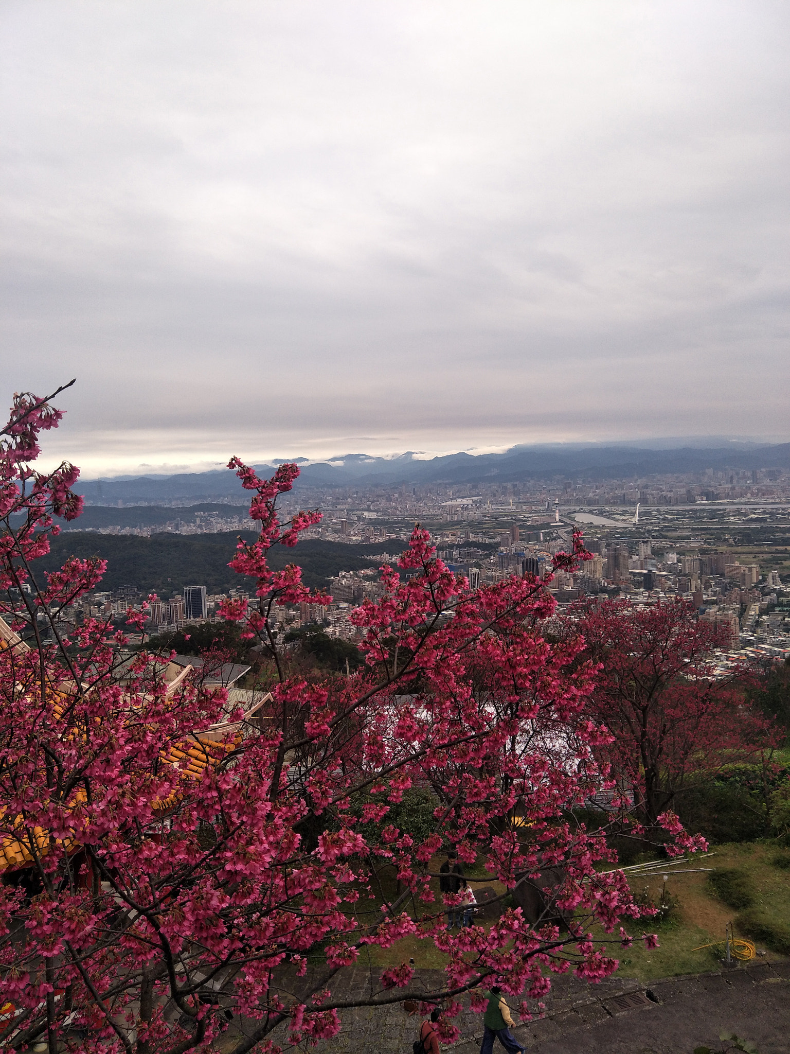 OPPO R9S sample photo. 2018台北的櫻花 photography
