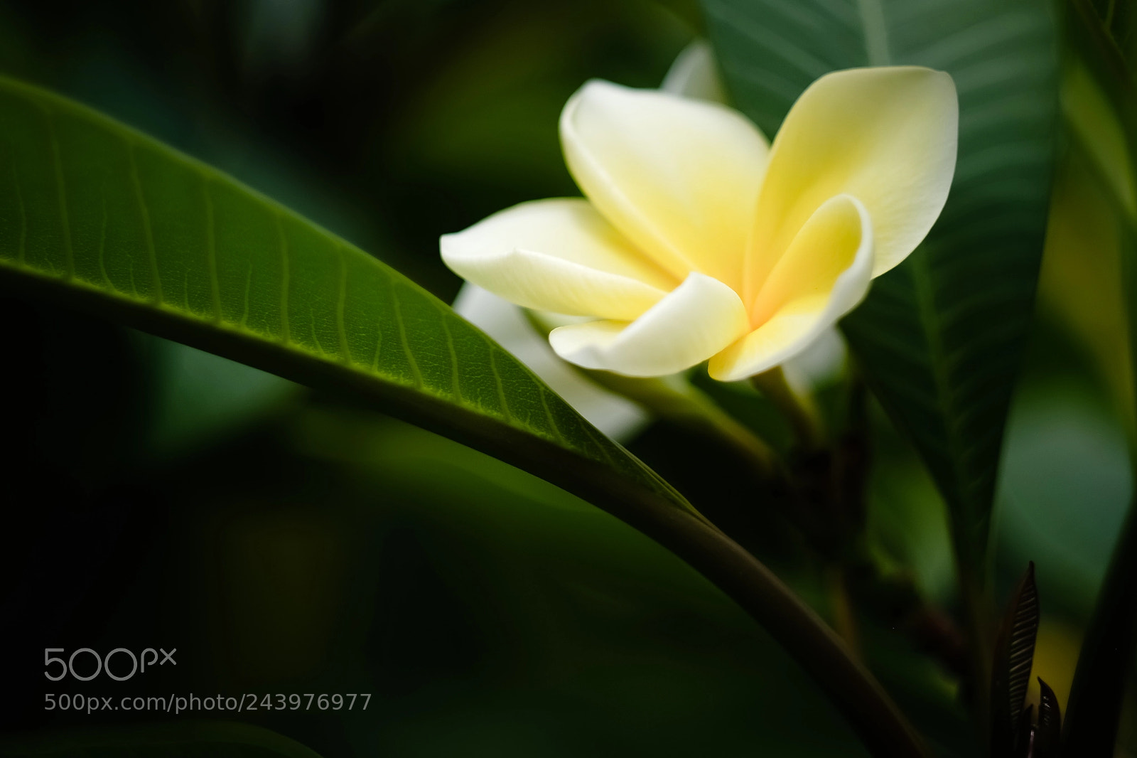 Fujifilm X-E3 sample photo. Flower 1 photography