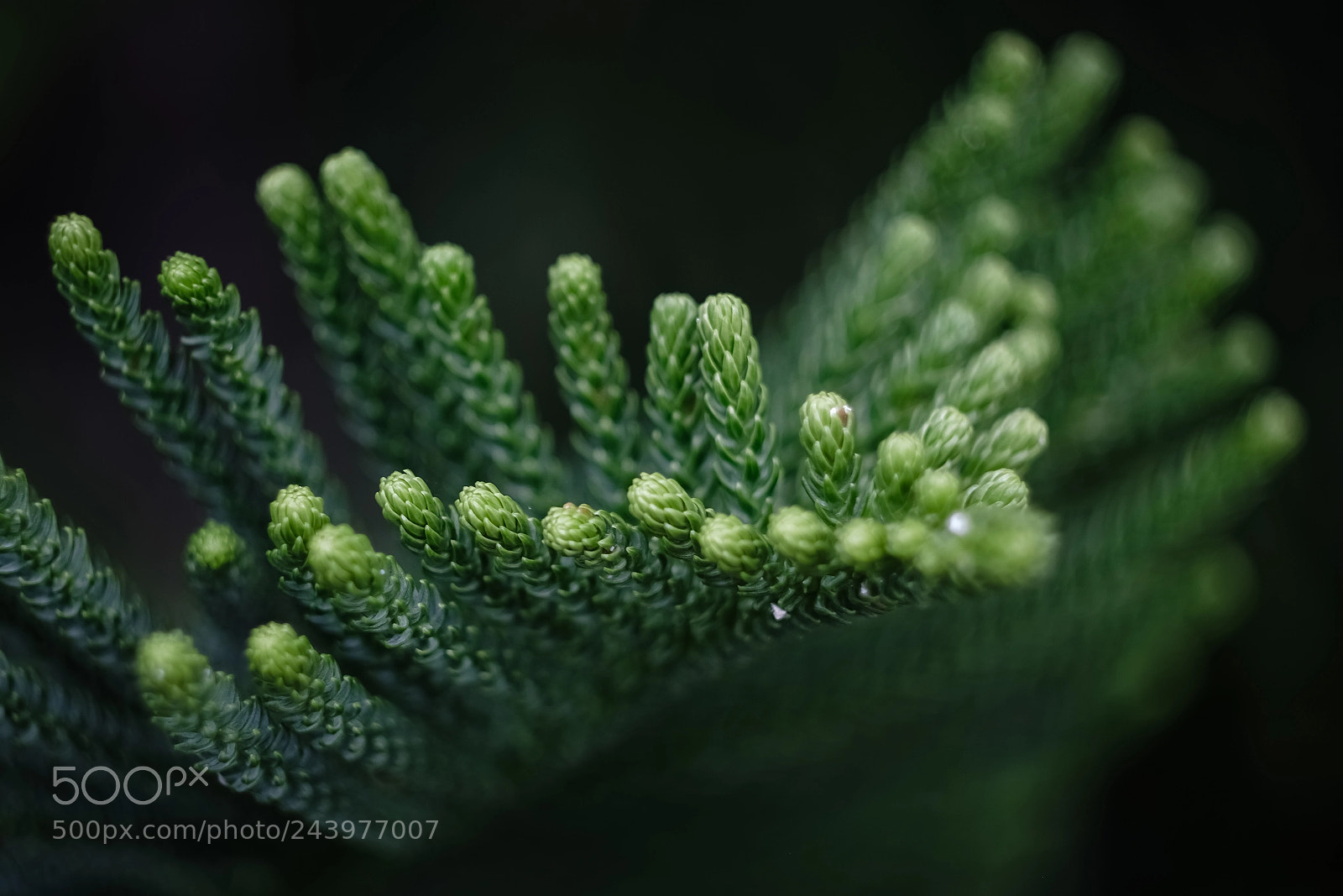 Fujifilm X-E3 sample photo. Organic wave photography