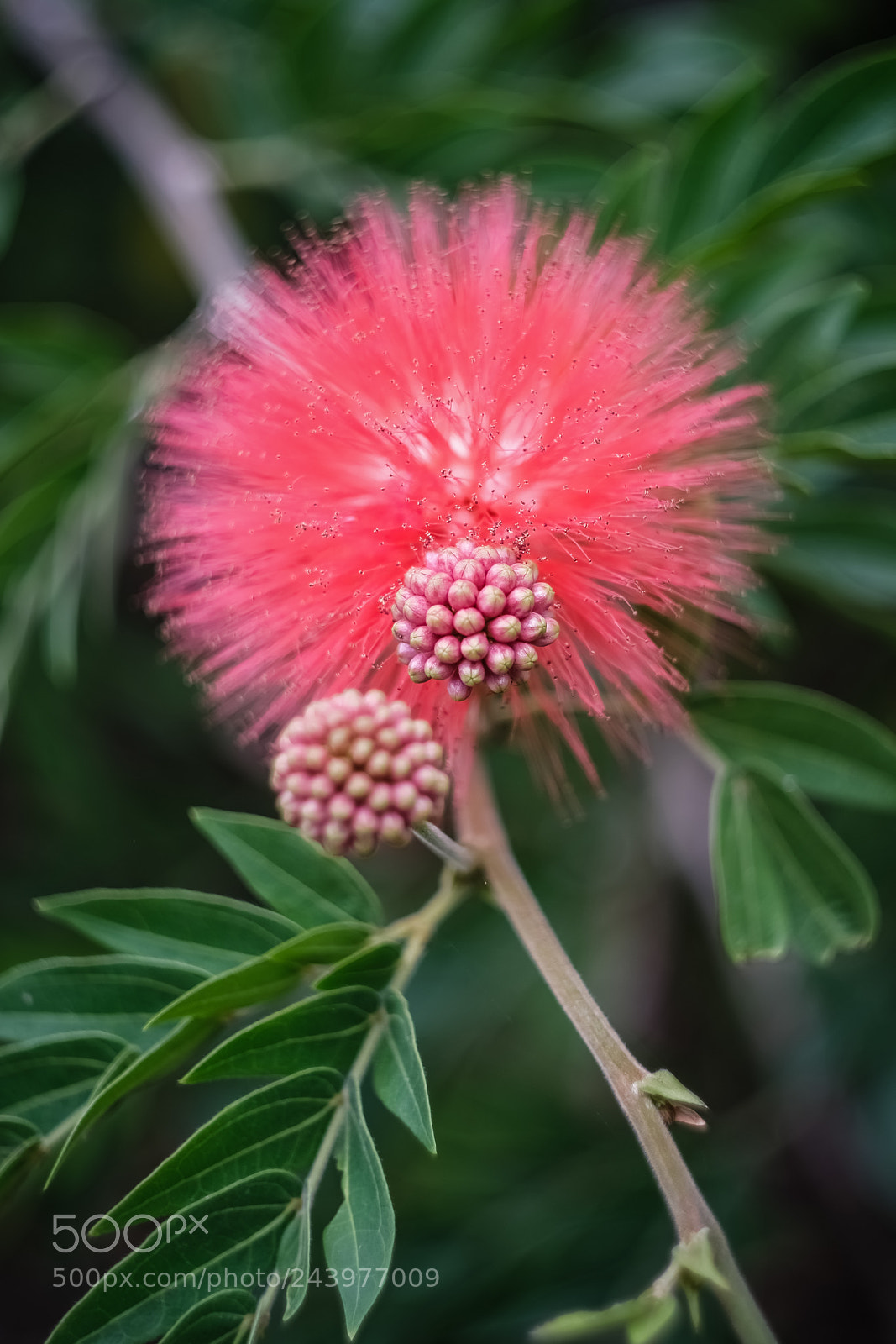 Fujifilm X-E3 sample photo. Flower 3 photography