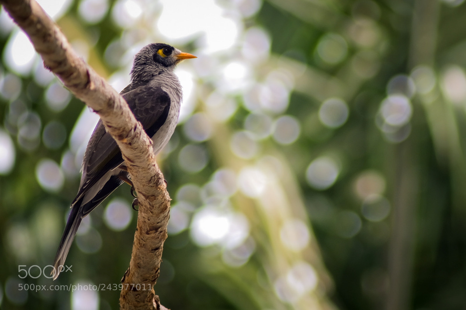 Fujifilm X-E3 sample photo. Australian bird photography