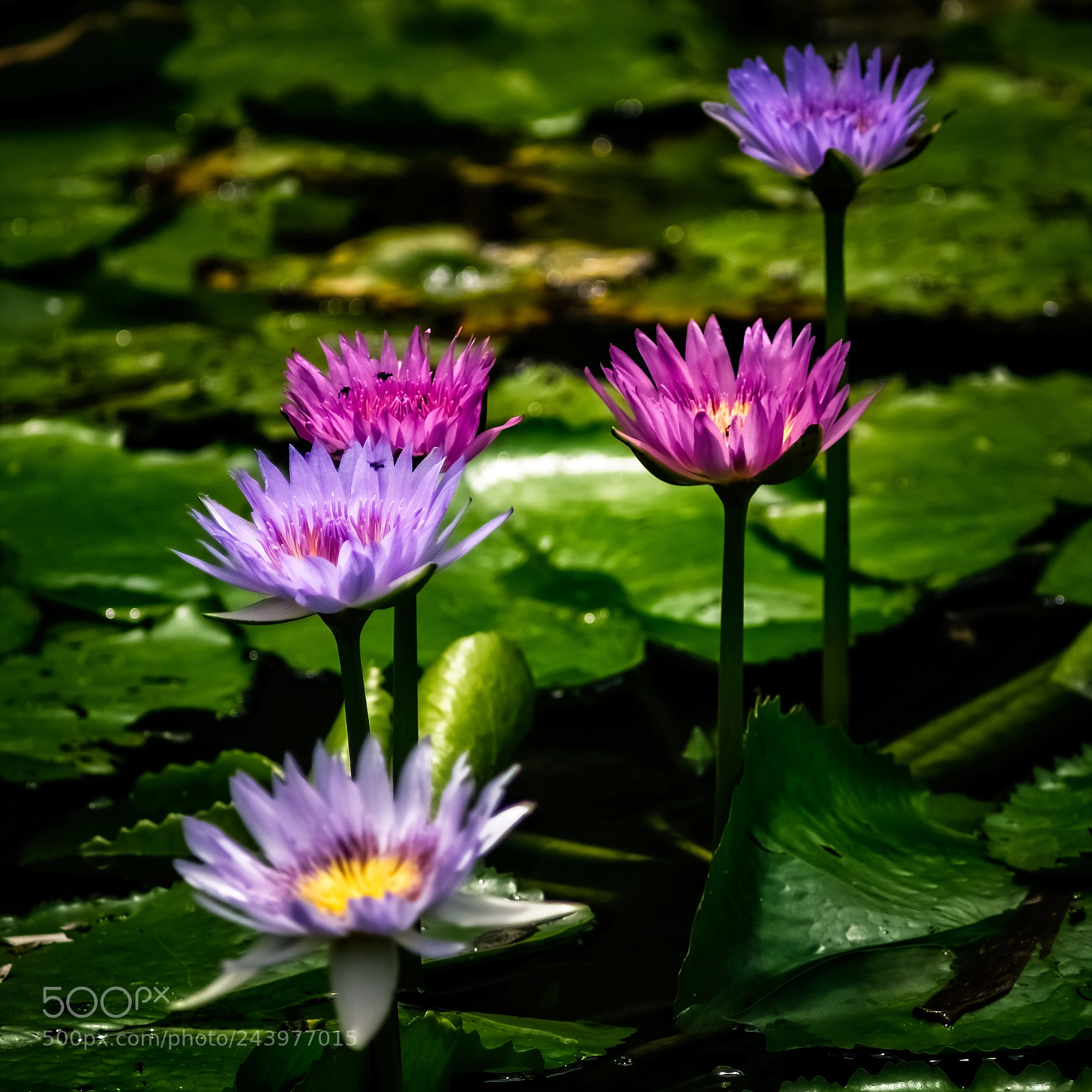 Fujifilm X-E3 sample photo. Waterlily 1 photography