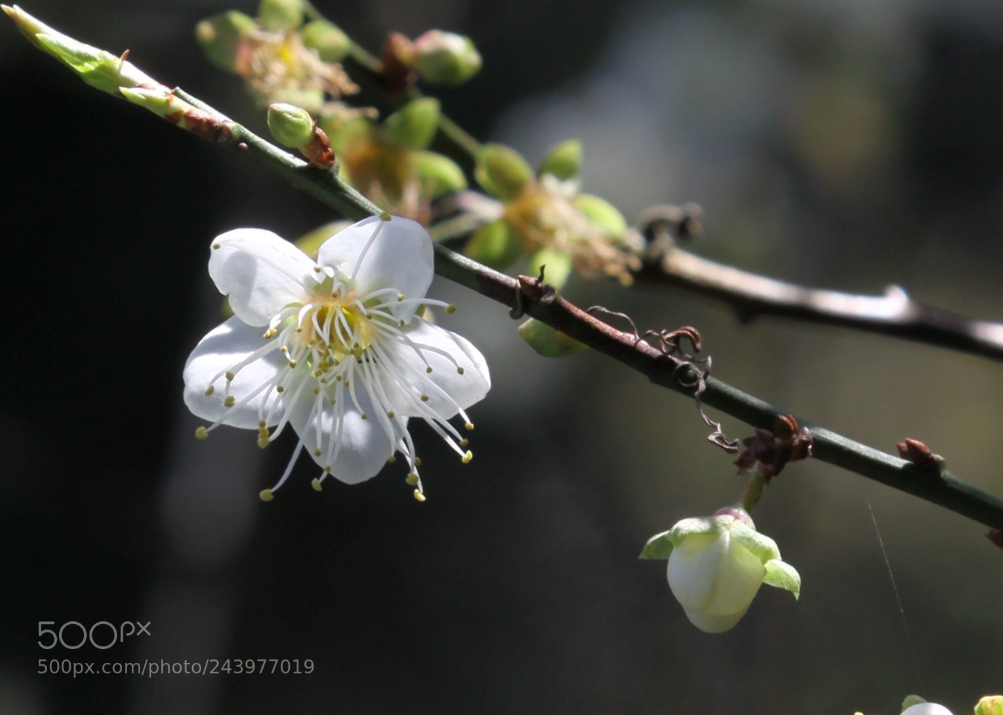Canon EOS 50D sample photo. Untitled photography