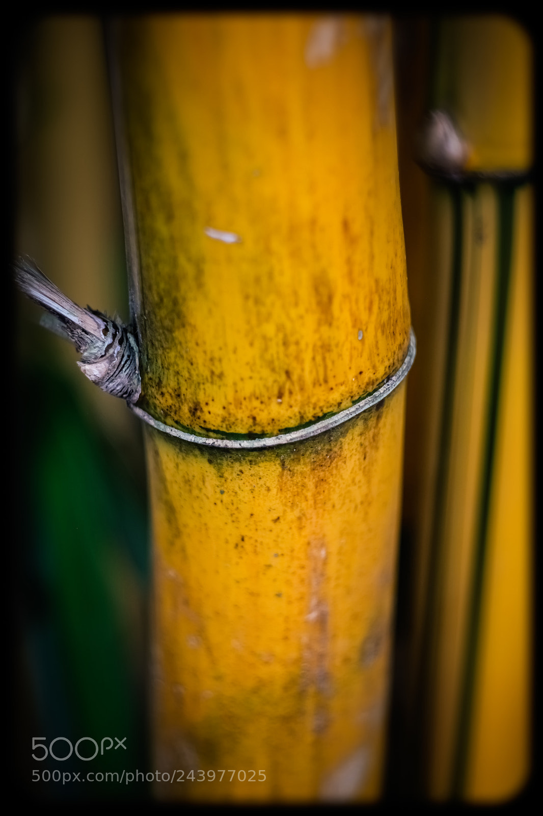 Fujifilm X-E3 sample photo. Bamboo photography