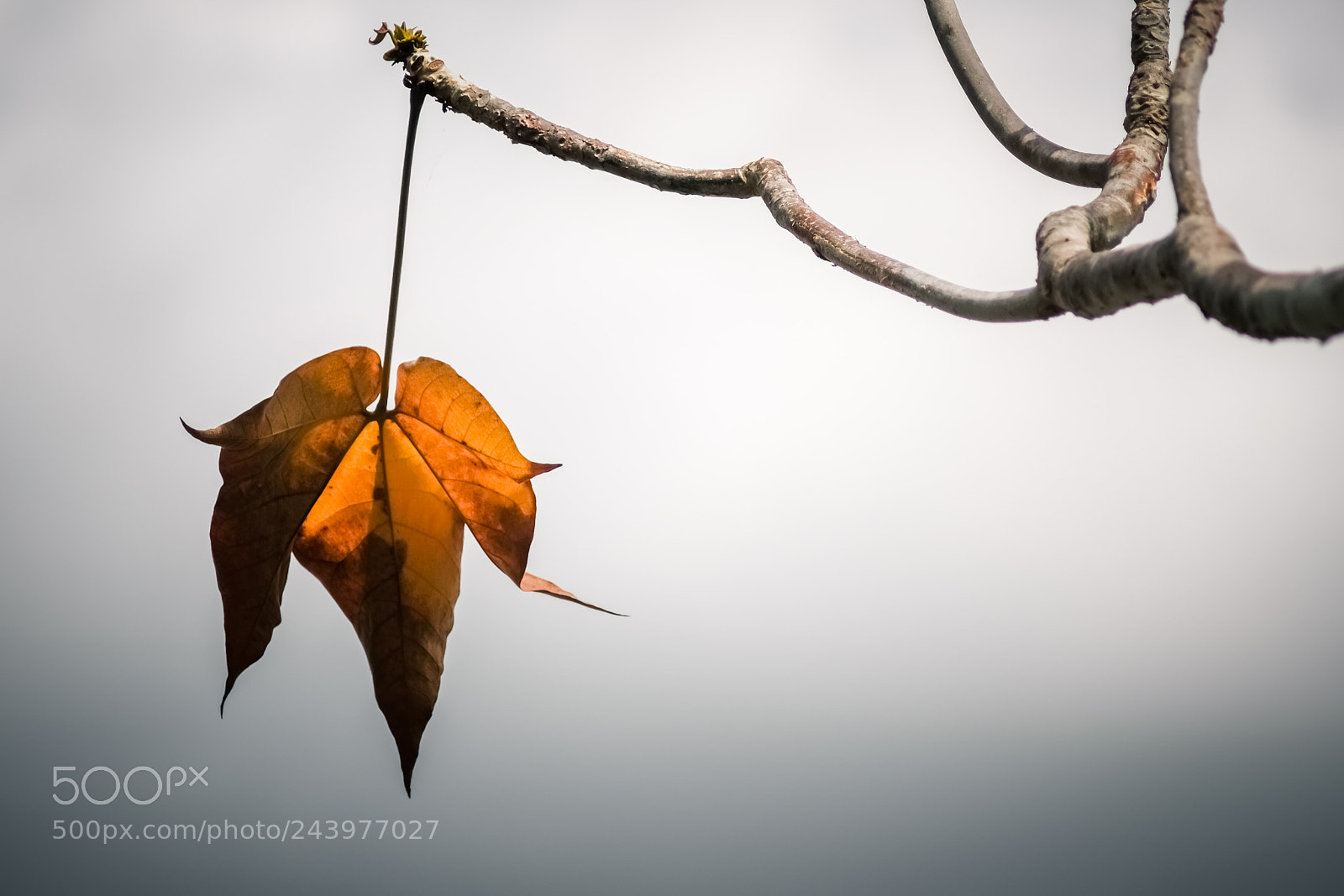 Fujifilm X-E3 sample photo. Summer dead leaf photography